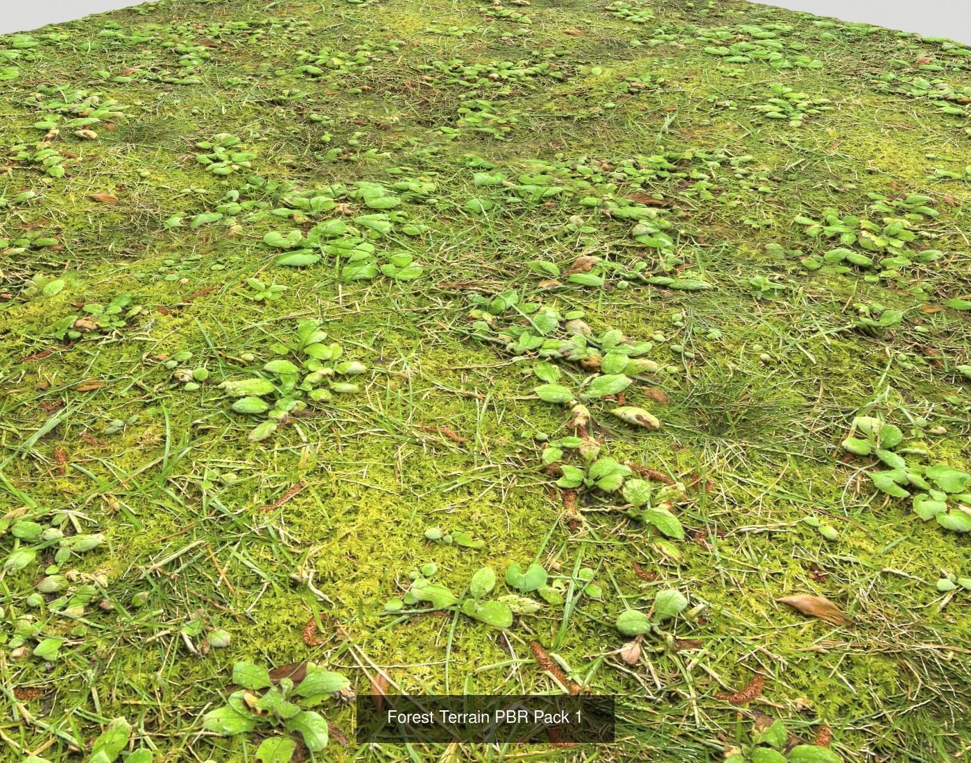 Forest Terrain textures collection Texture_38