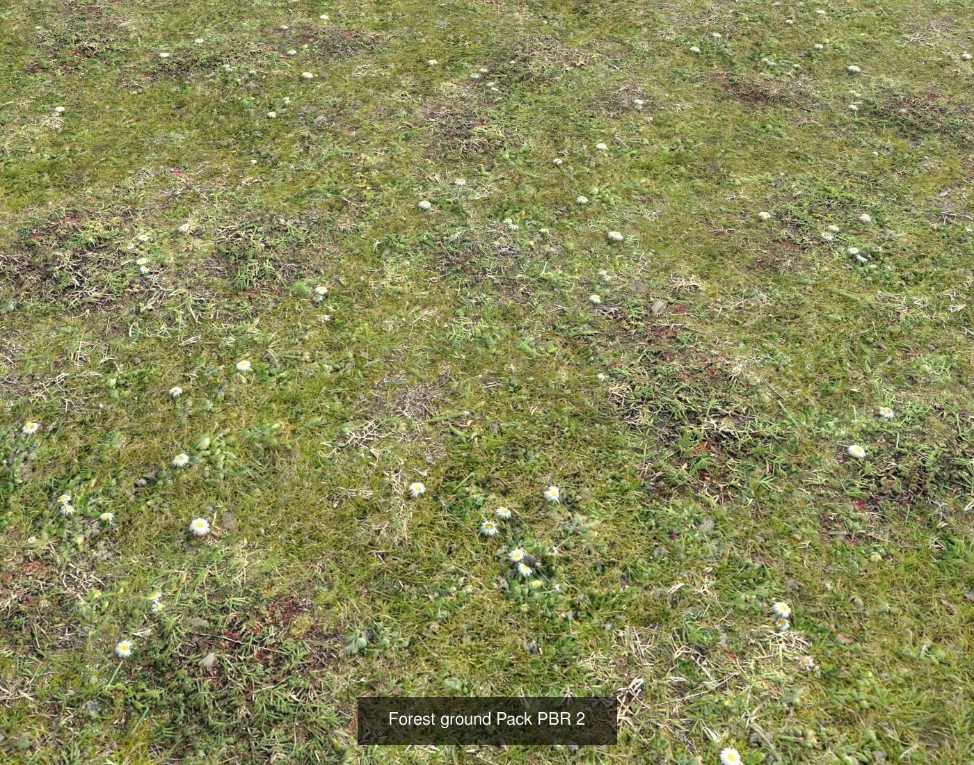 Forest Terrain textures collection Texture_43