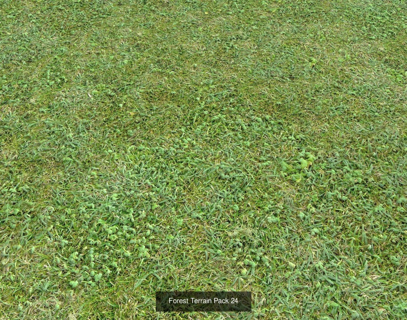 Forest Terrain textures collection Texture_44