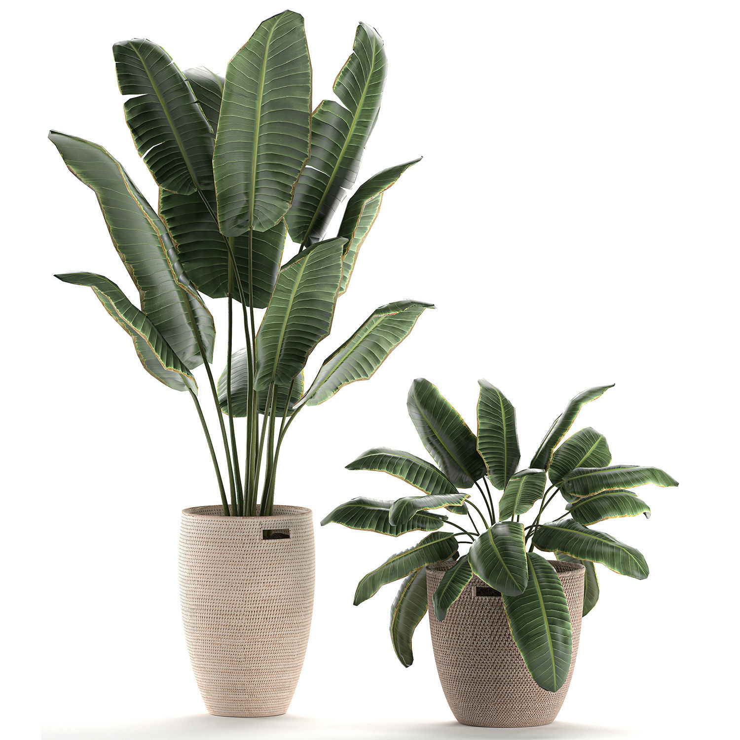 Decorative banana palms in a basket for the interior 590 3D model_6