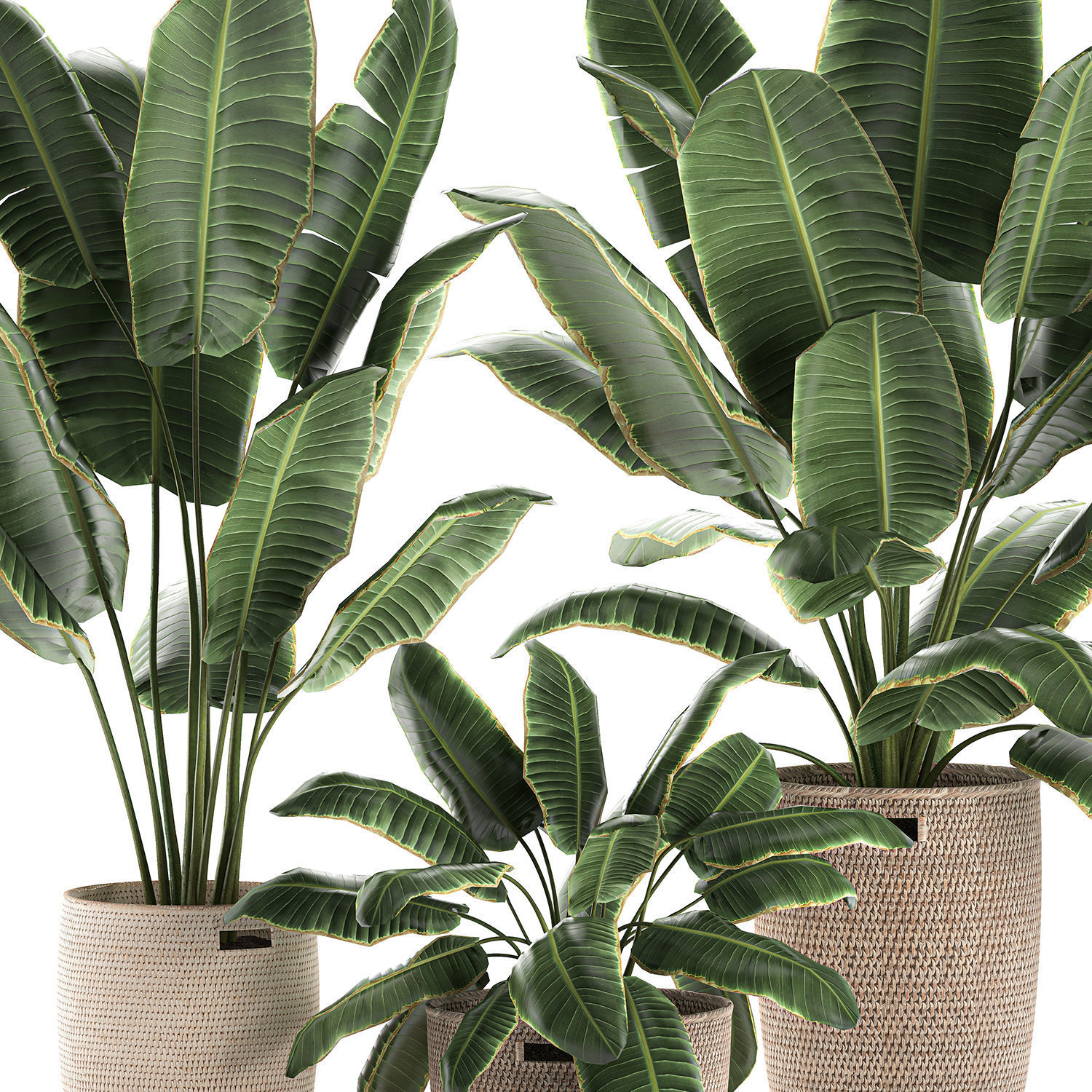 Decorative banana palms in a basket for the interior 590 3D model_5