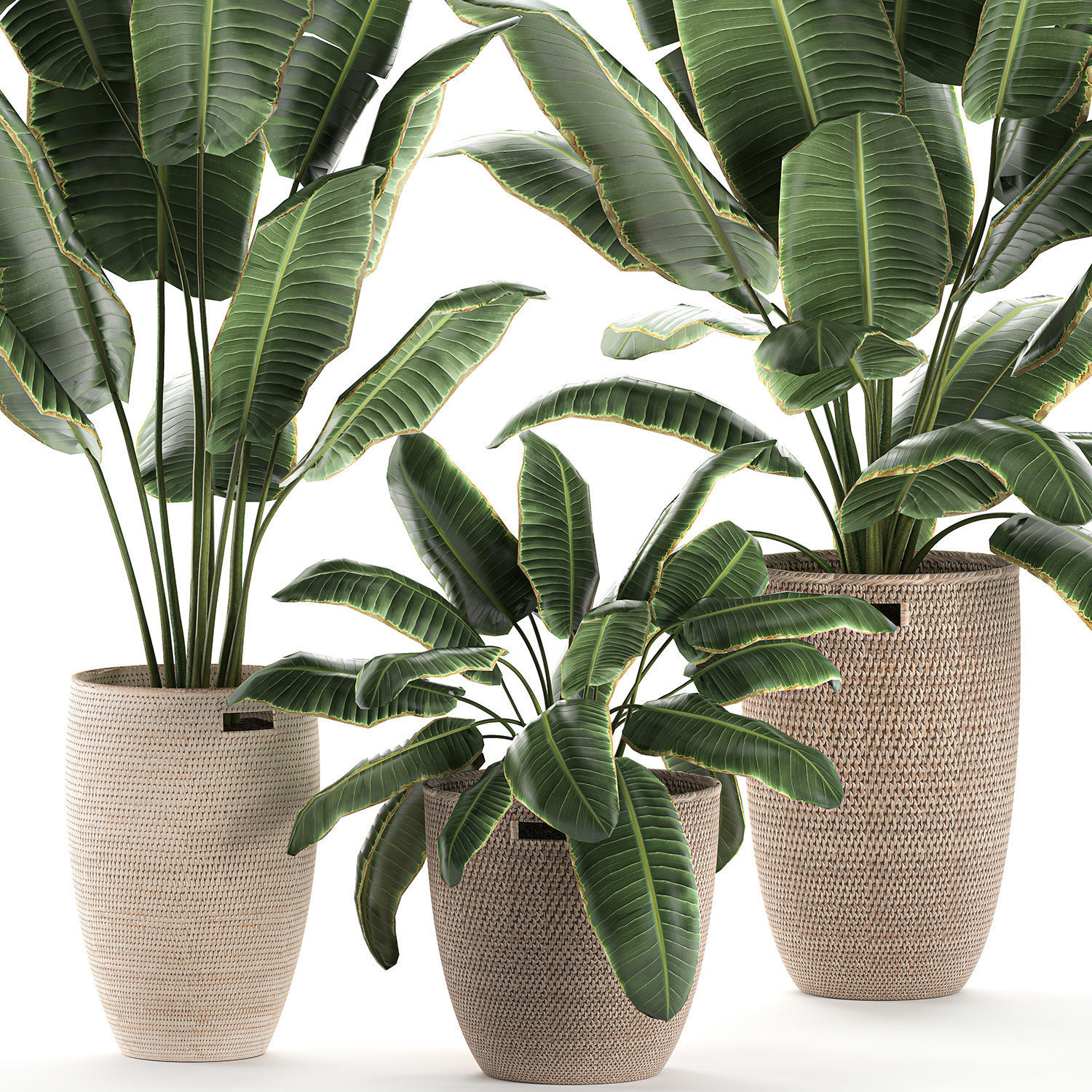 Decorative banana palms in a basket for the interior 590 3D model_1