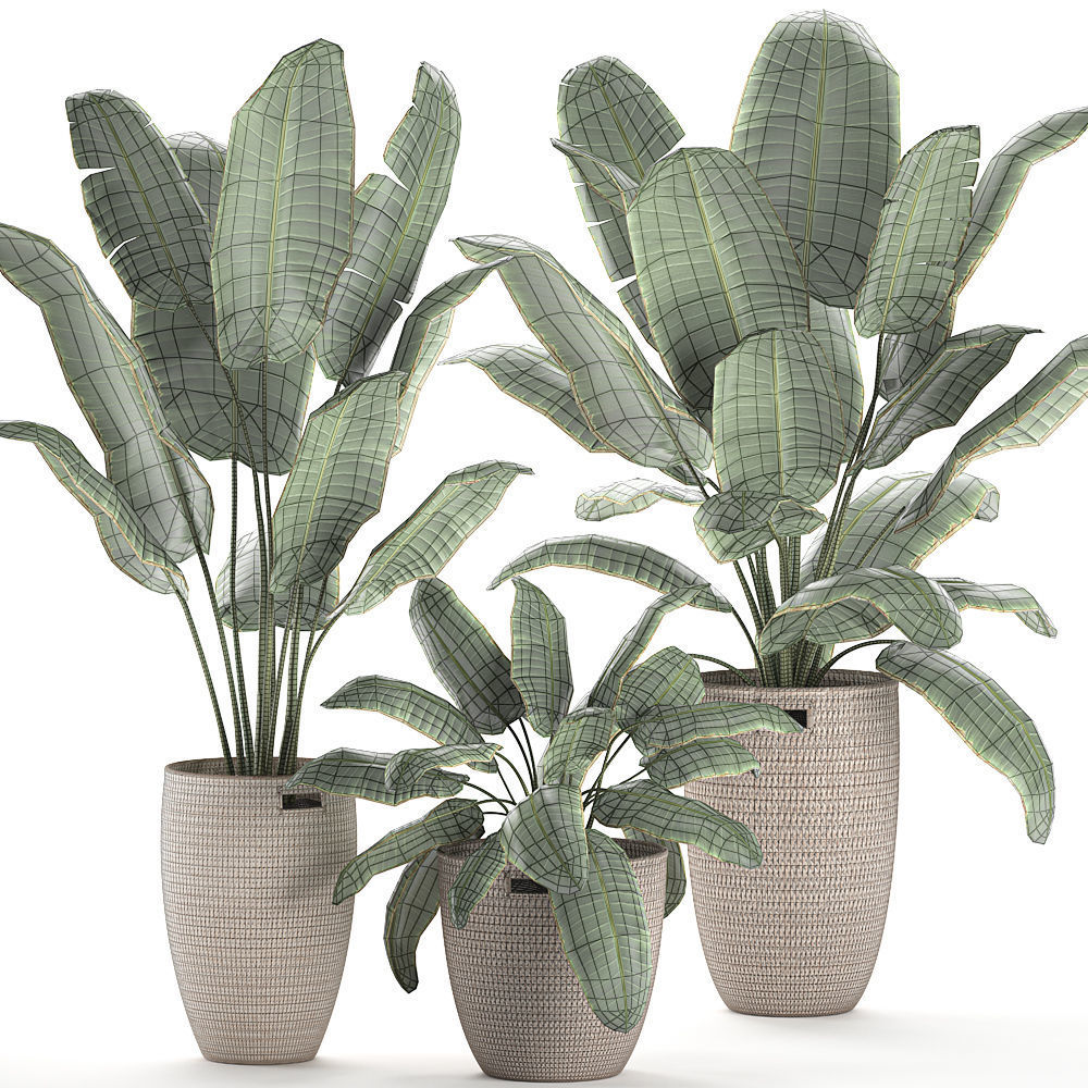 Decorative banana palms in a basket for the interior 590 3D model_8