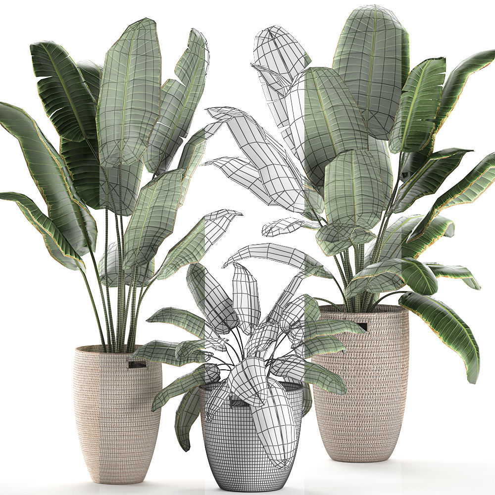 Decorative banana palms in a basket for the interior 590 3D model_7