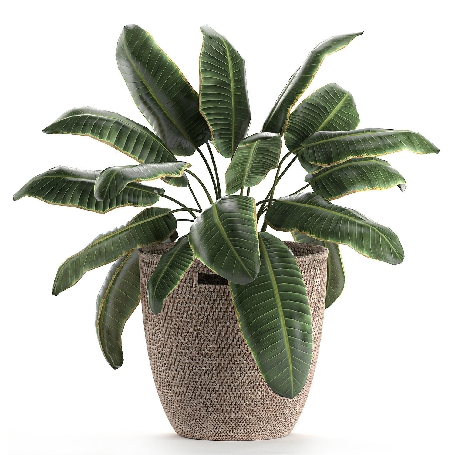 Decorative banana palms in a basket for the interior 590 3D model_2