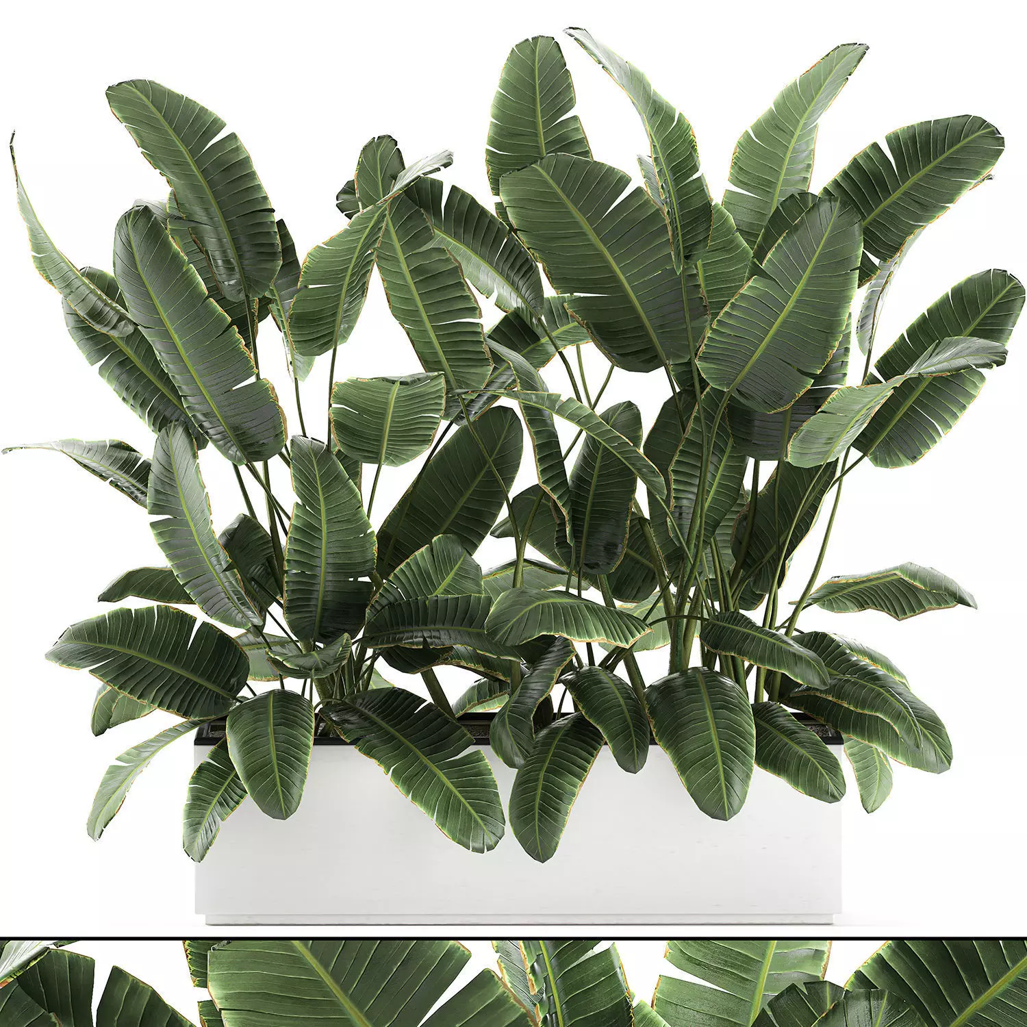 Decorative banana palms in flower pots for the interior 581 3D model