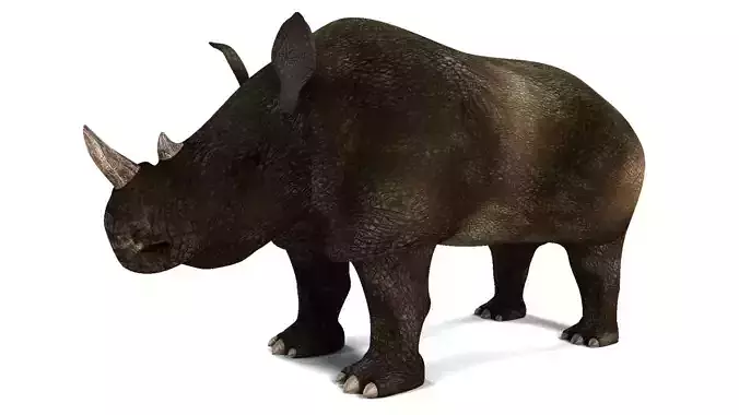 Rhino rhinoceros