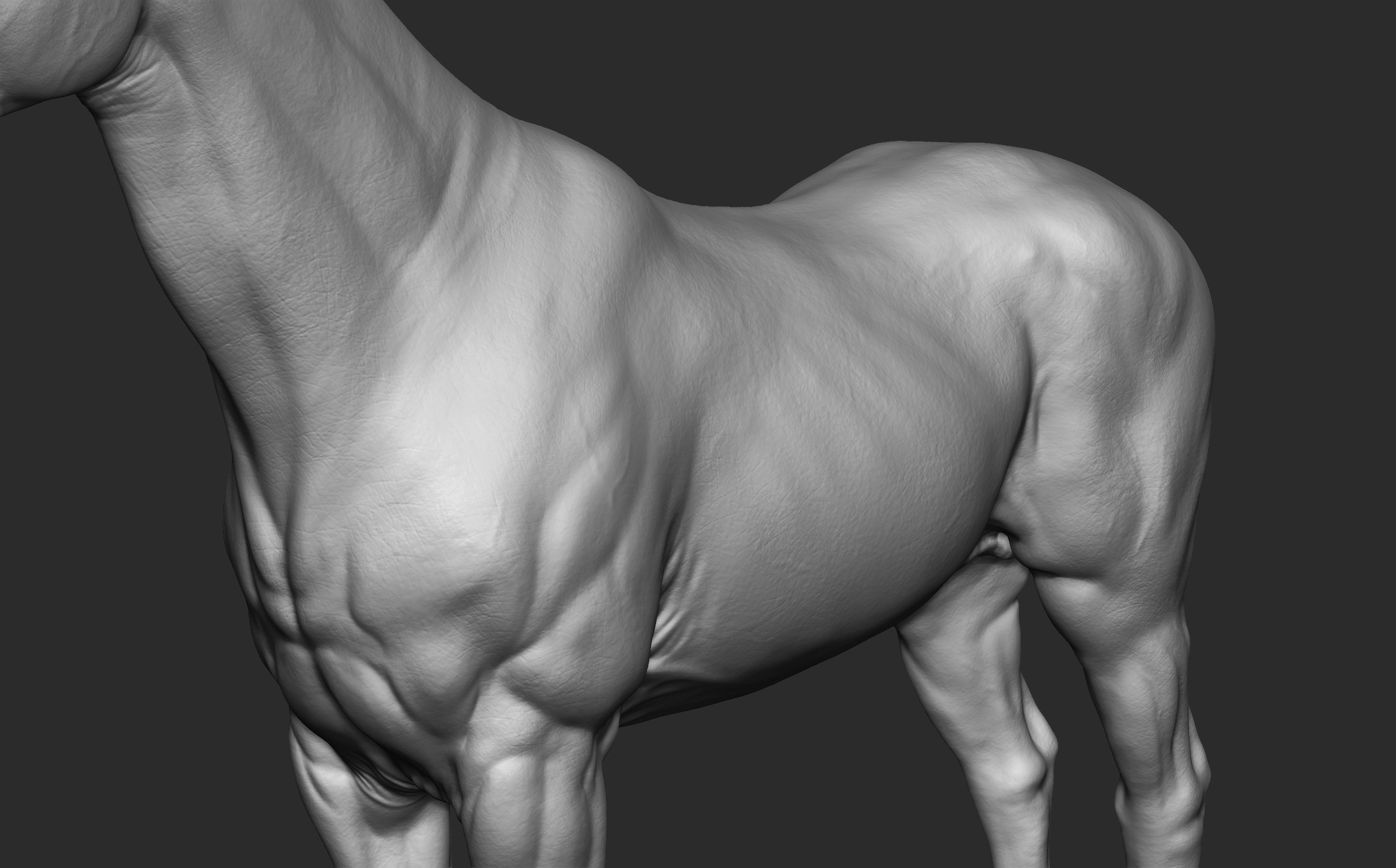 Stallion - Sculpt 3D model_8