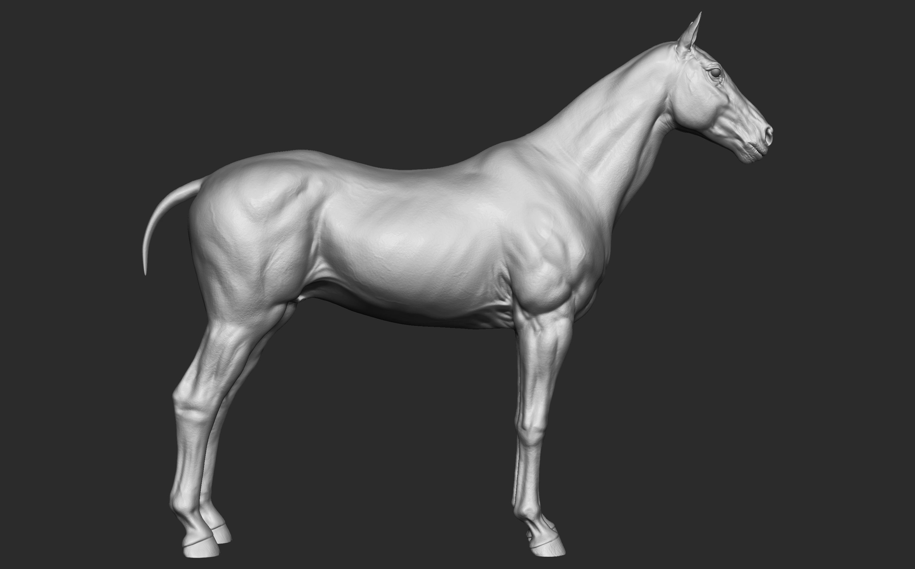 Stallion - Sculpt 3D model_4
