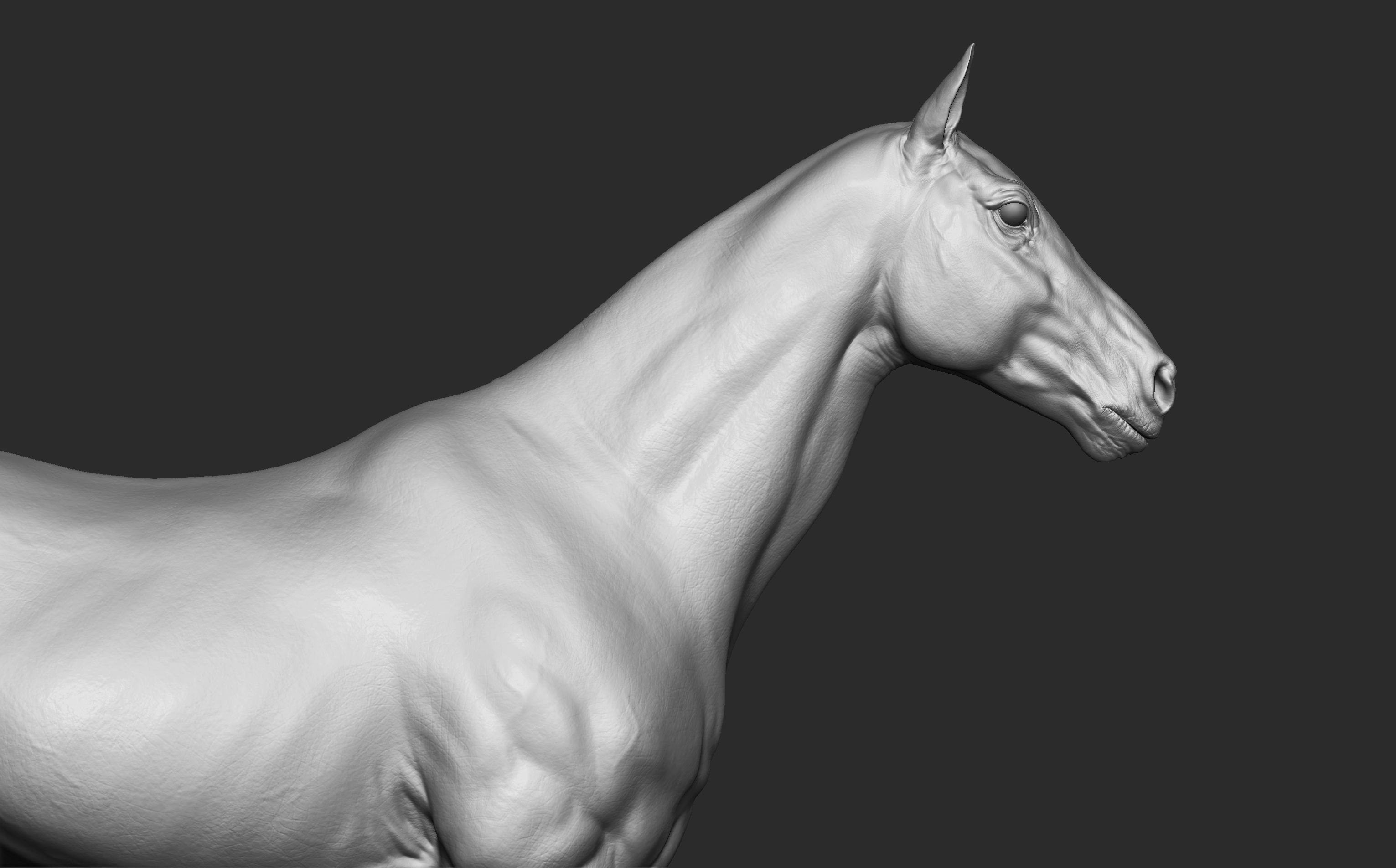 Stallion - Sculpt 3D model_5