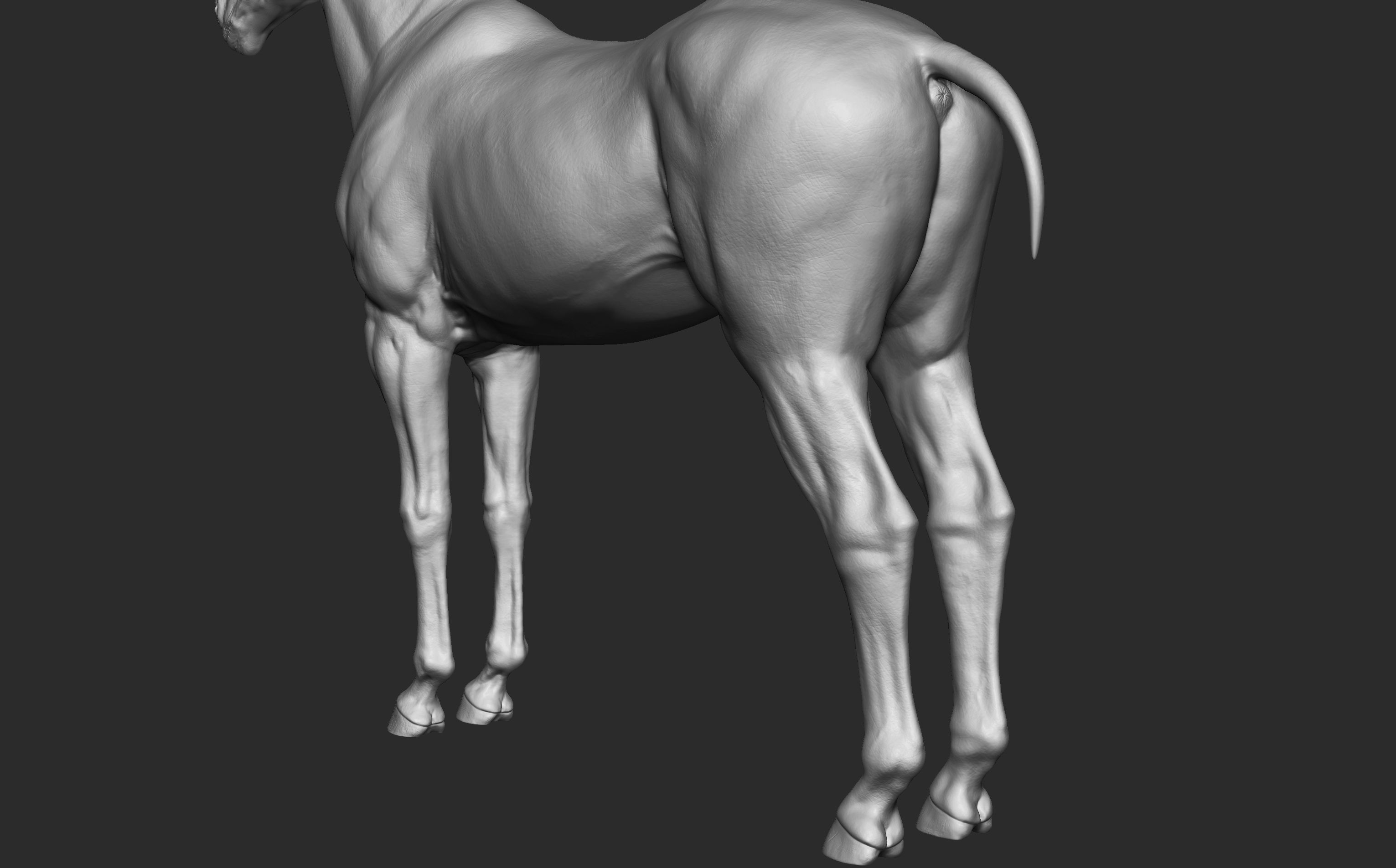 Stallion - Sculpt 3D model_15