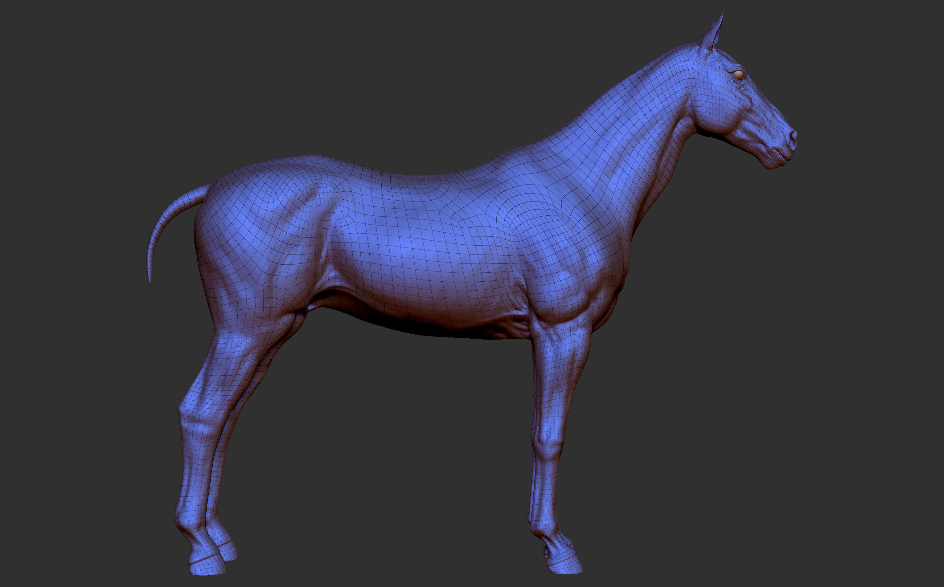 Stallion - Sculpt 3D model_19