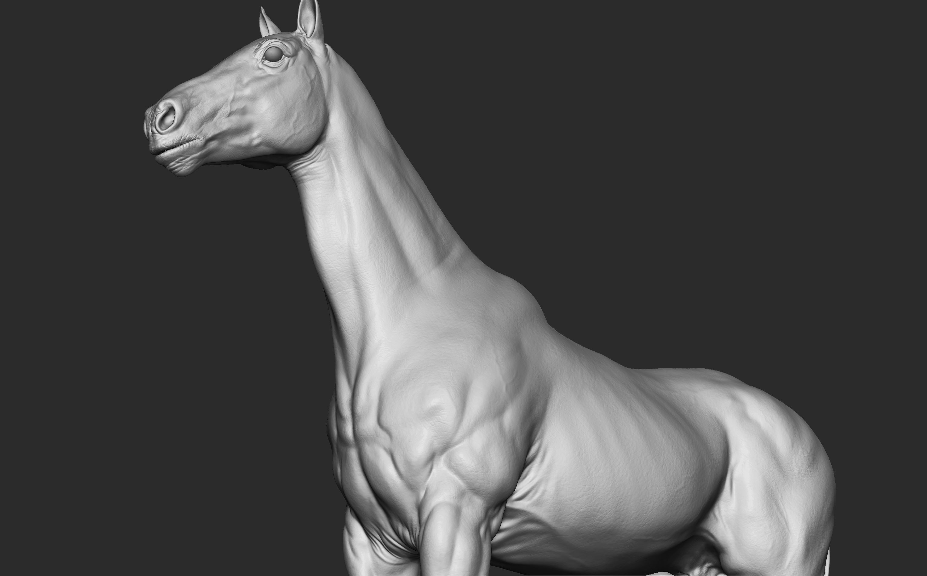 Stallion - Sculpt 3D model_6