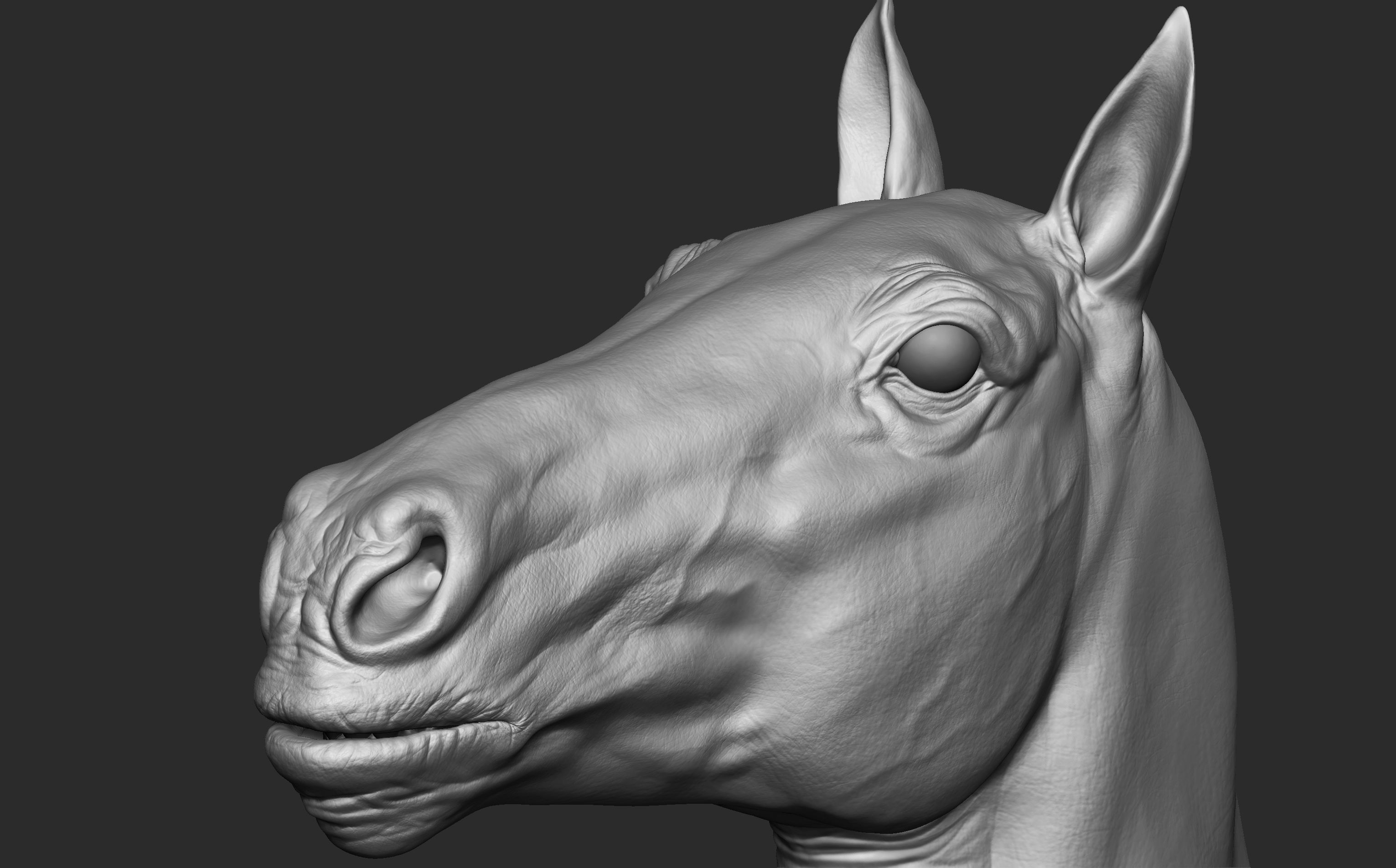 Stallion - Sculpt 3D model_10