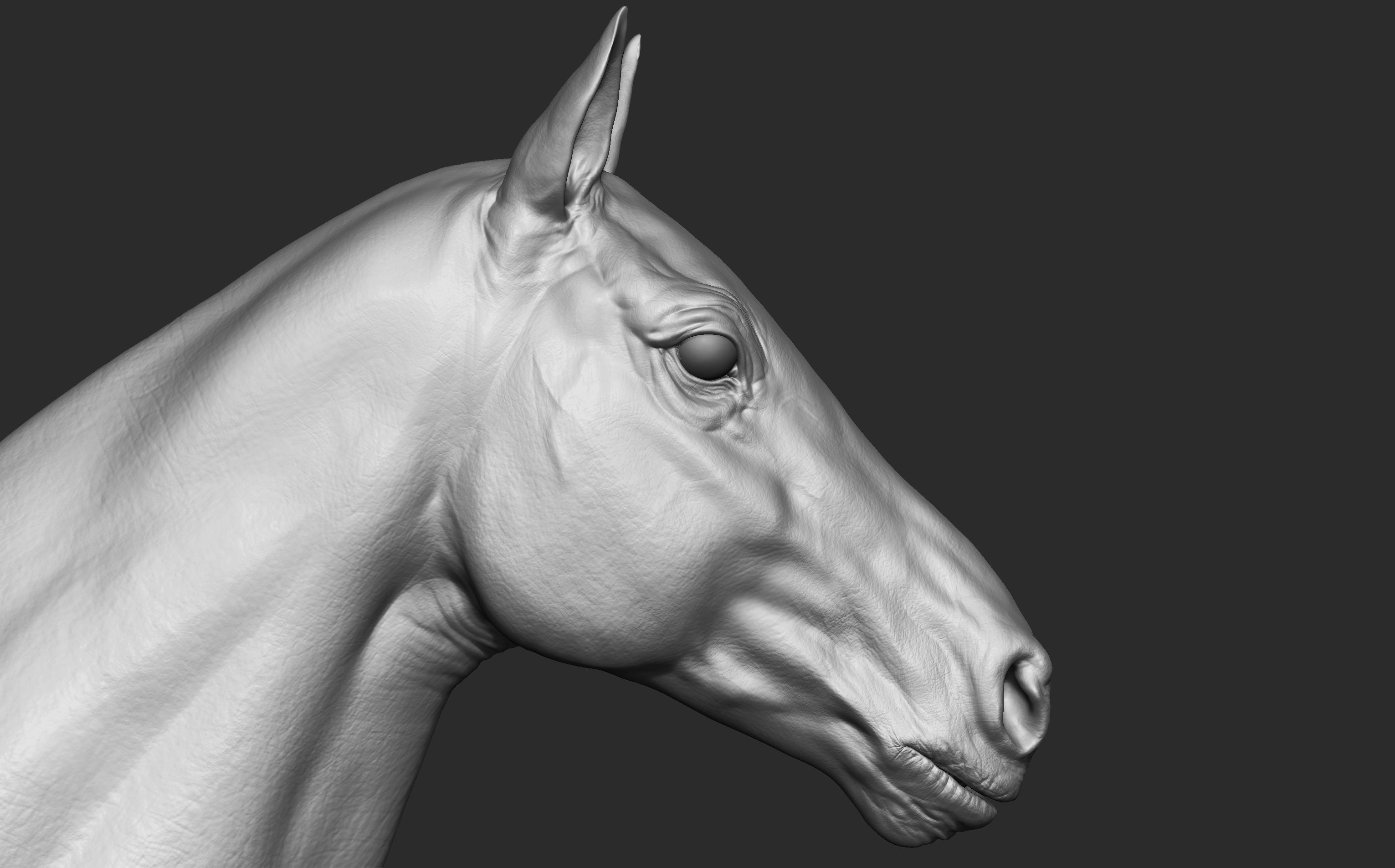 Stallion - Sculpt 3D model_12