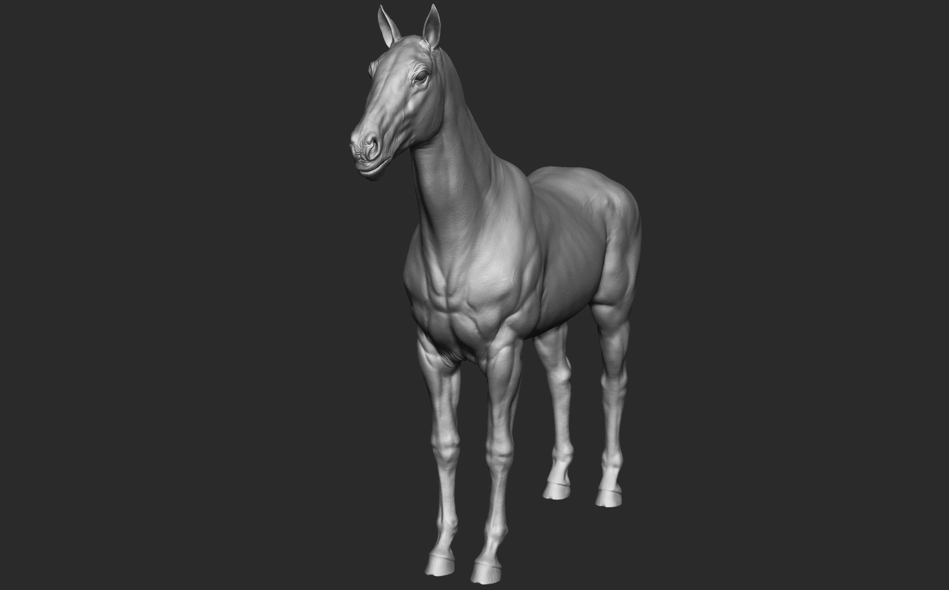 Stallion - Sculpt 3D model_7