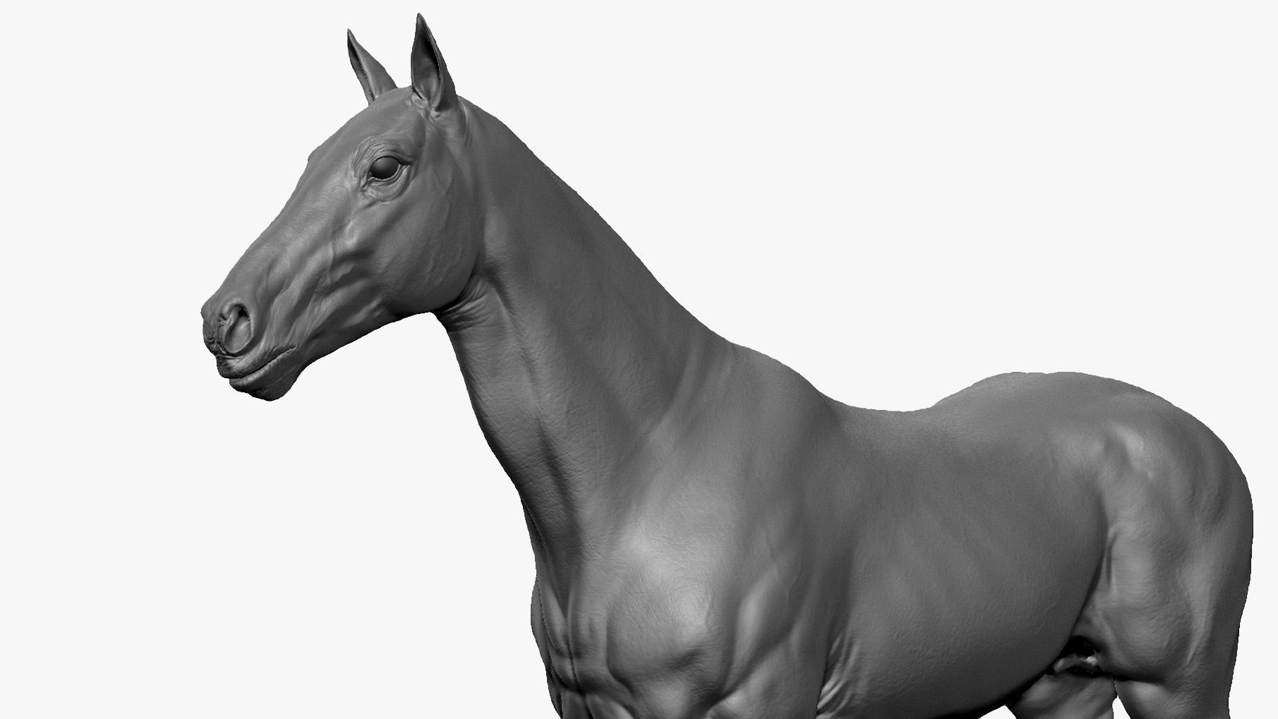 Stallion - Sculpt 3D model_2