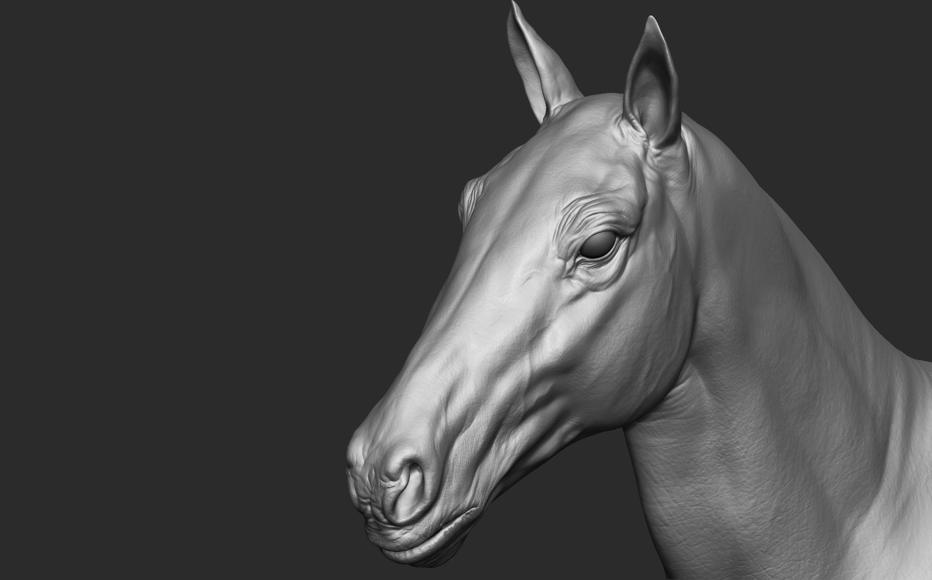 Stallion - Sculpt 3D model_9
