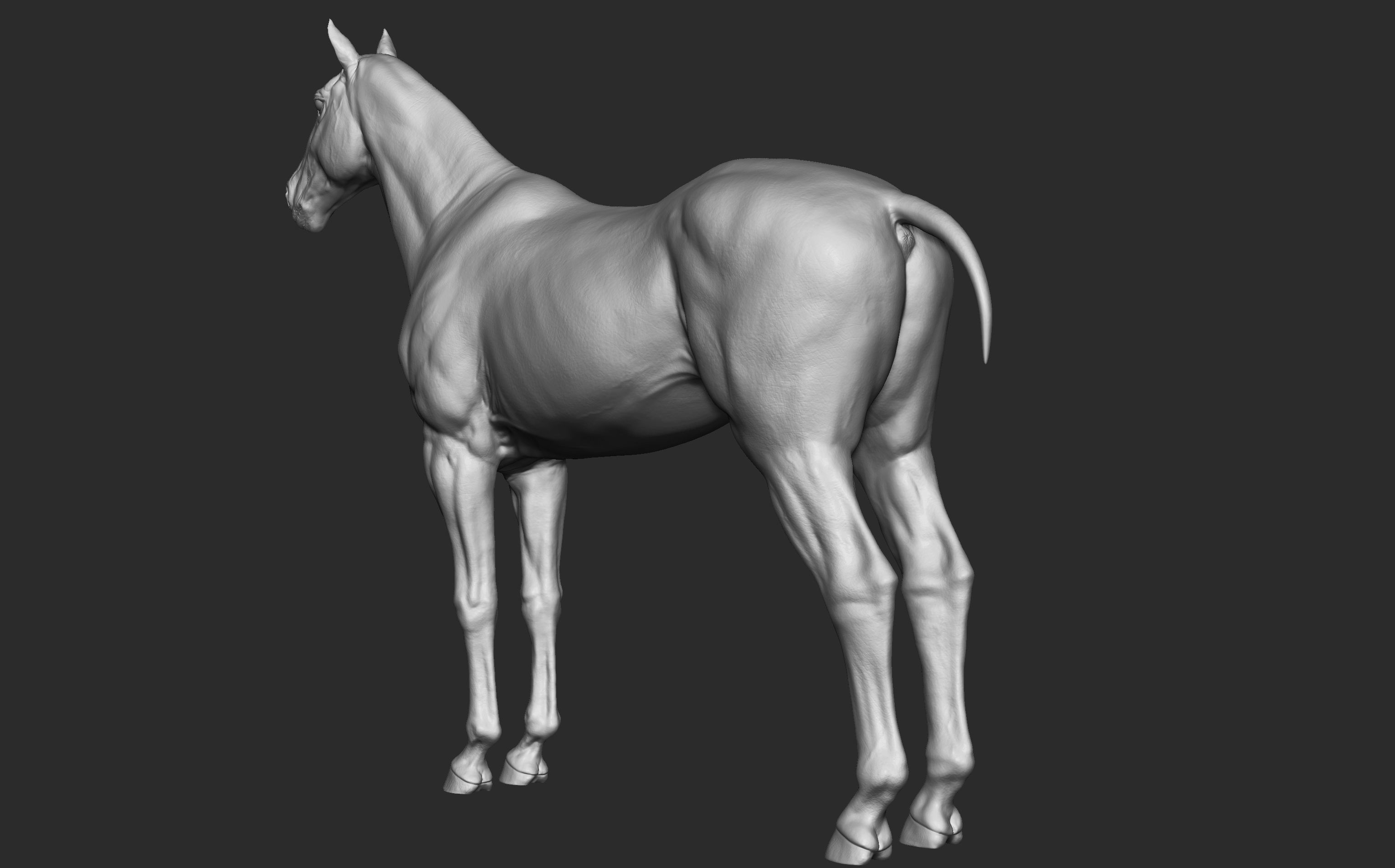 Stallion - Sculpt 3D model_21