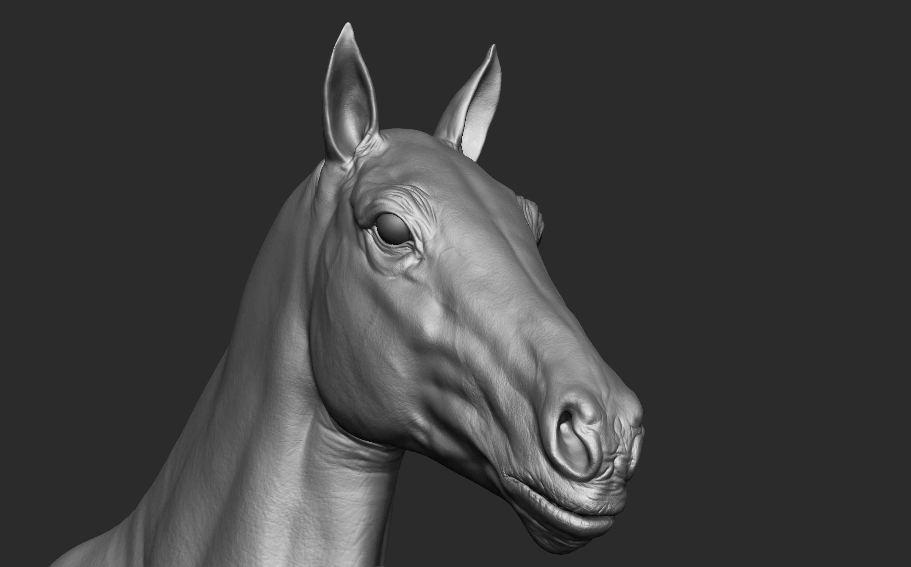 Stallion - Sculpt 3D model_11