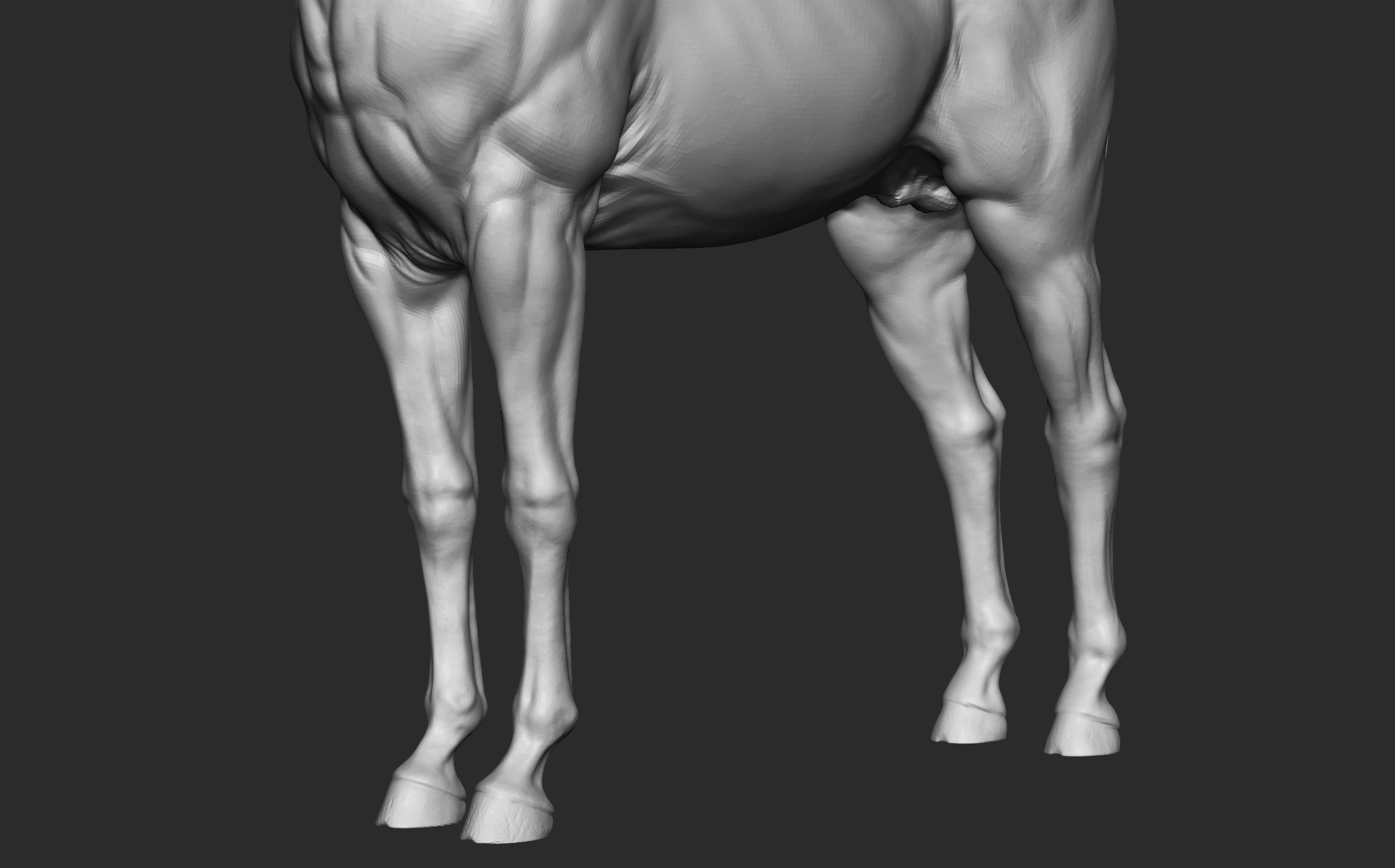 Stallion - Sculpt 3D model_16