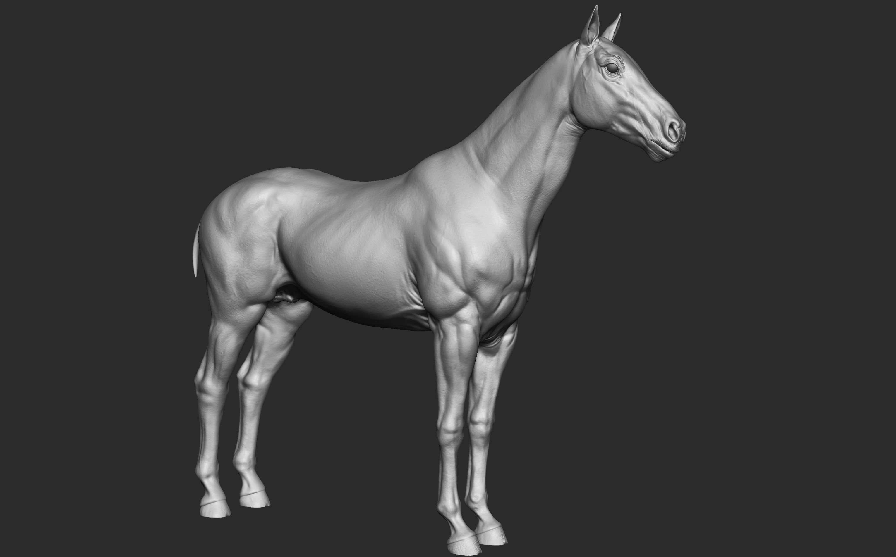 Stallion - Sculpt 3D model_3