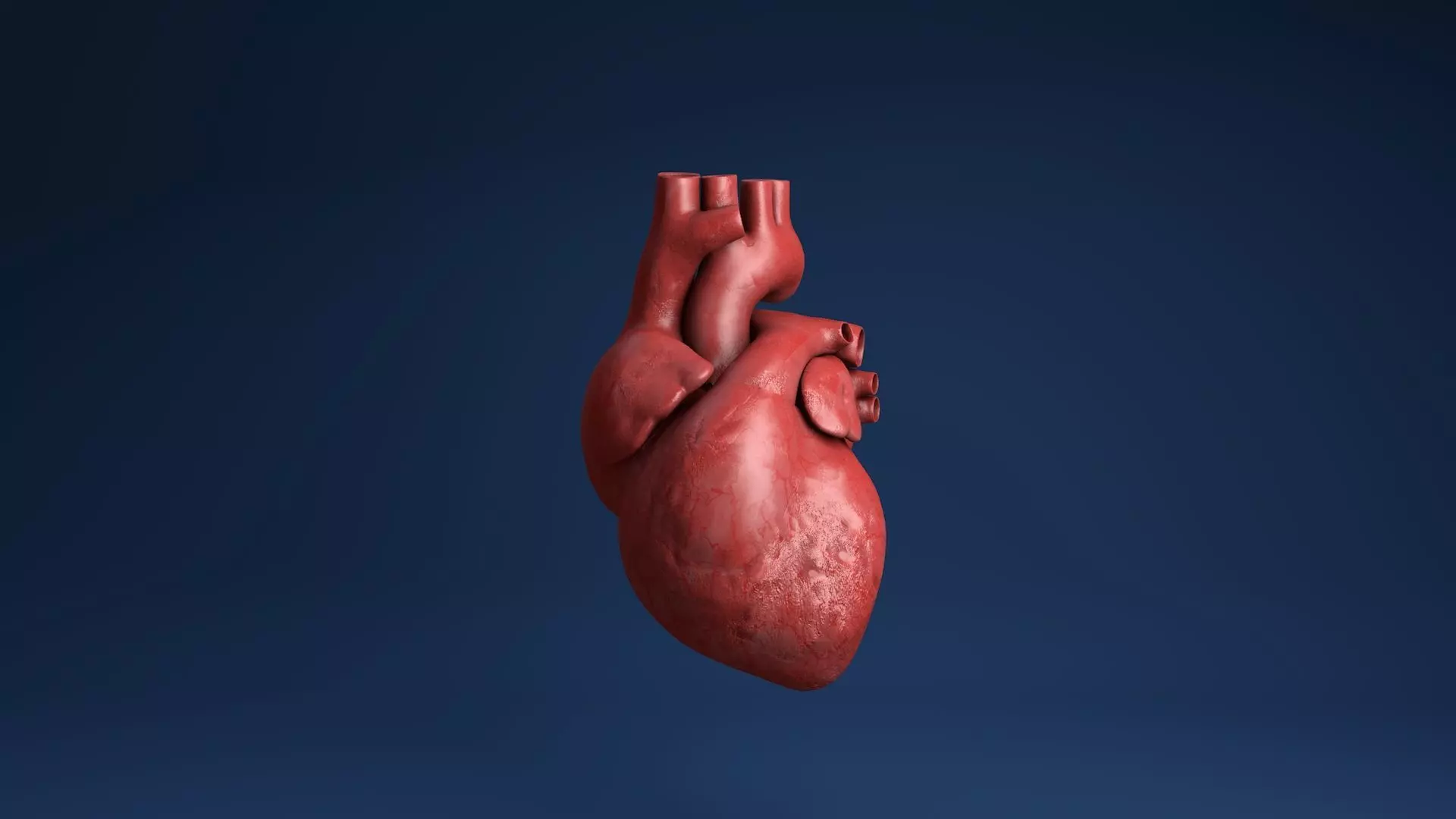 Human organs medical profiles of the heart 3D model 3D model_0