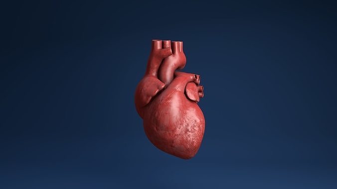 Human organs medical profiles of the heart 3D model 3D model