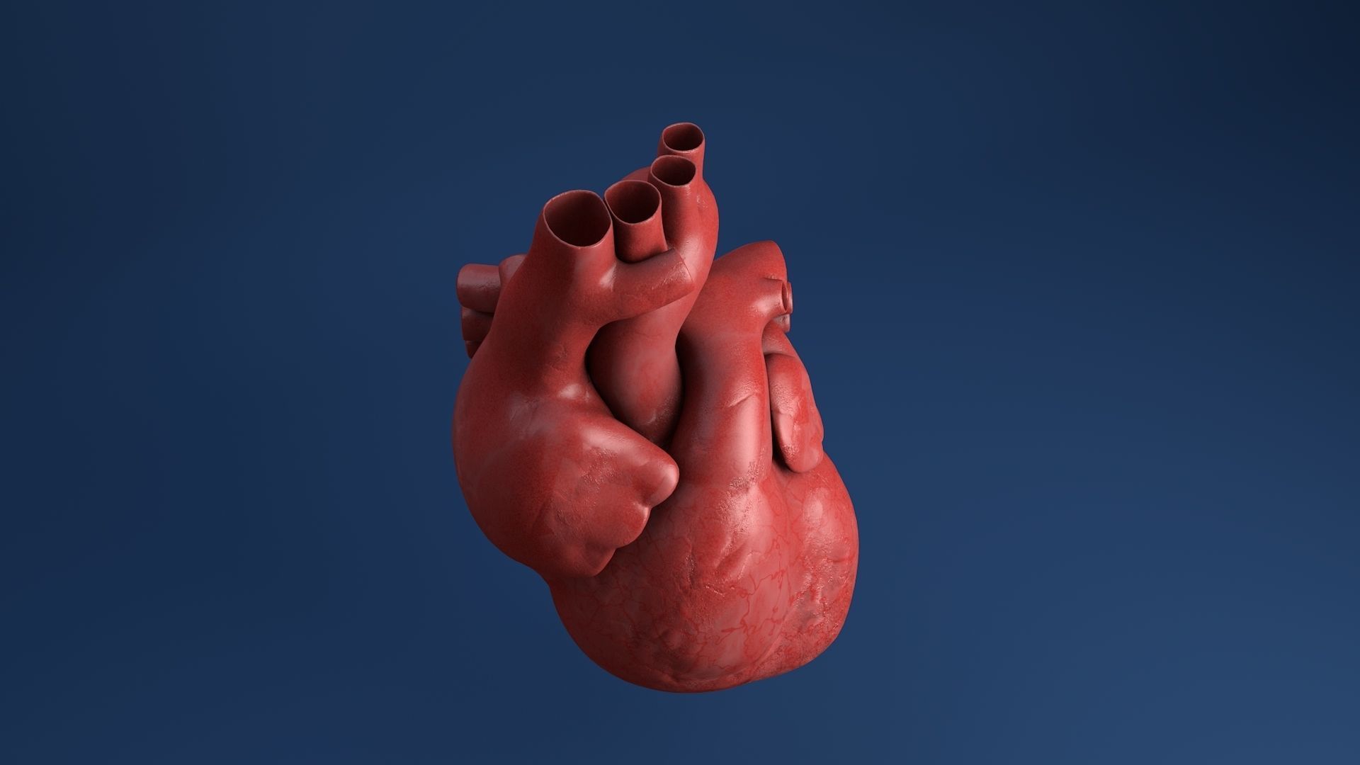 Human organs medical profiles of the heart 3D model 3D model_1