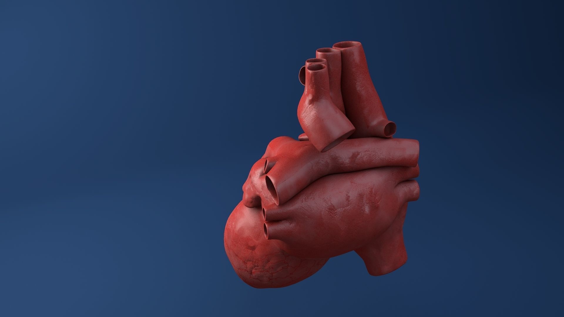 Human organs medical profiles of the heart 3D model 3D model_2