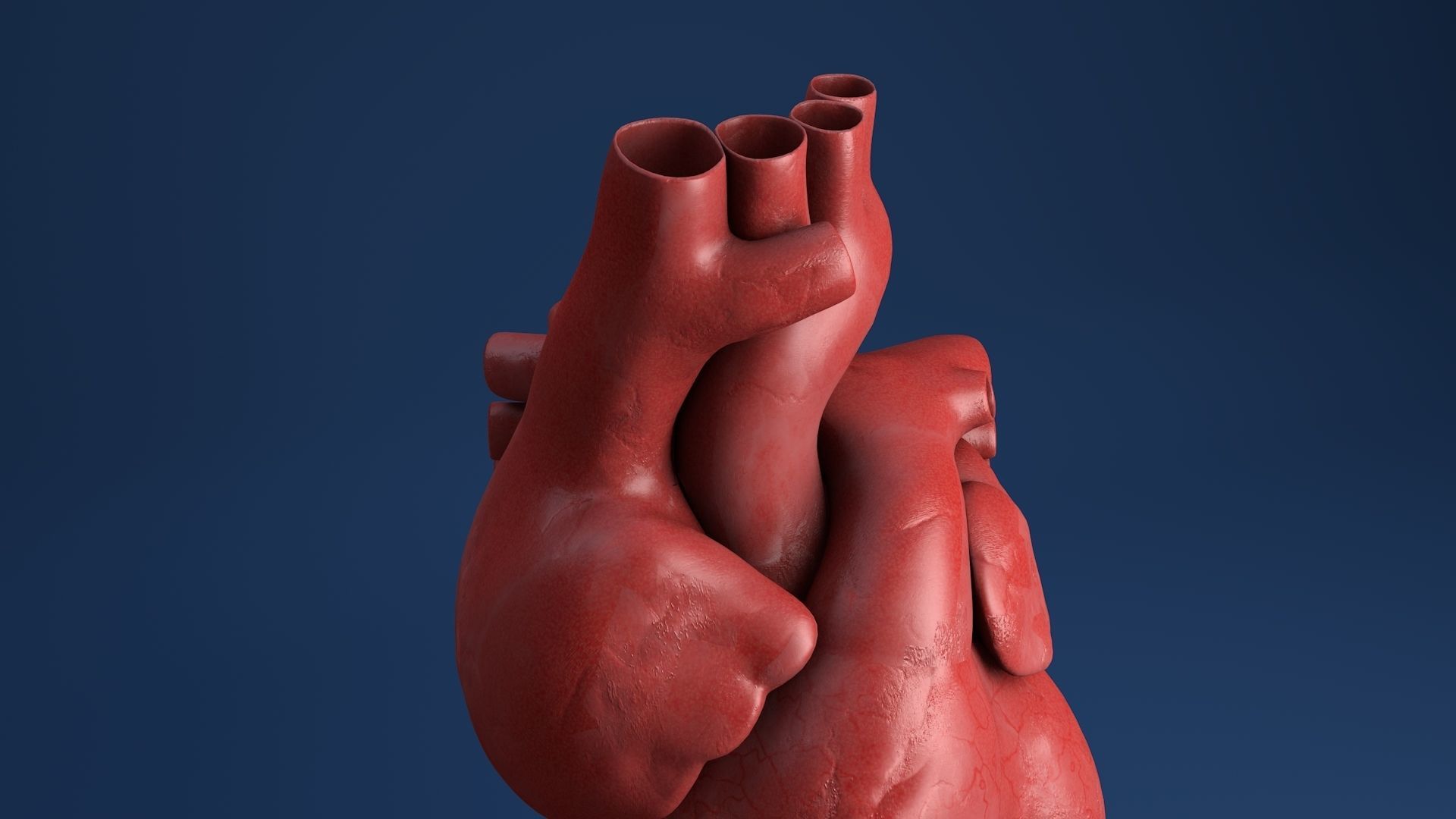 Human organs medical profiles of the heart 3D model 3D model_3