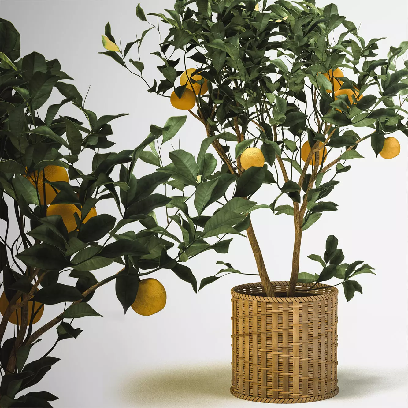Tangerine orange tree in wicker basket 3D model