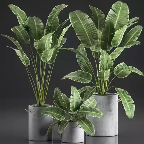 Decorative banana palms in flower pots for the interior 592