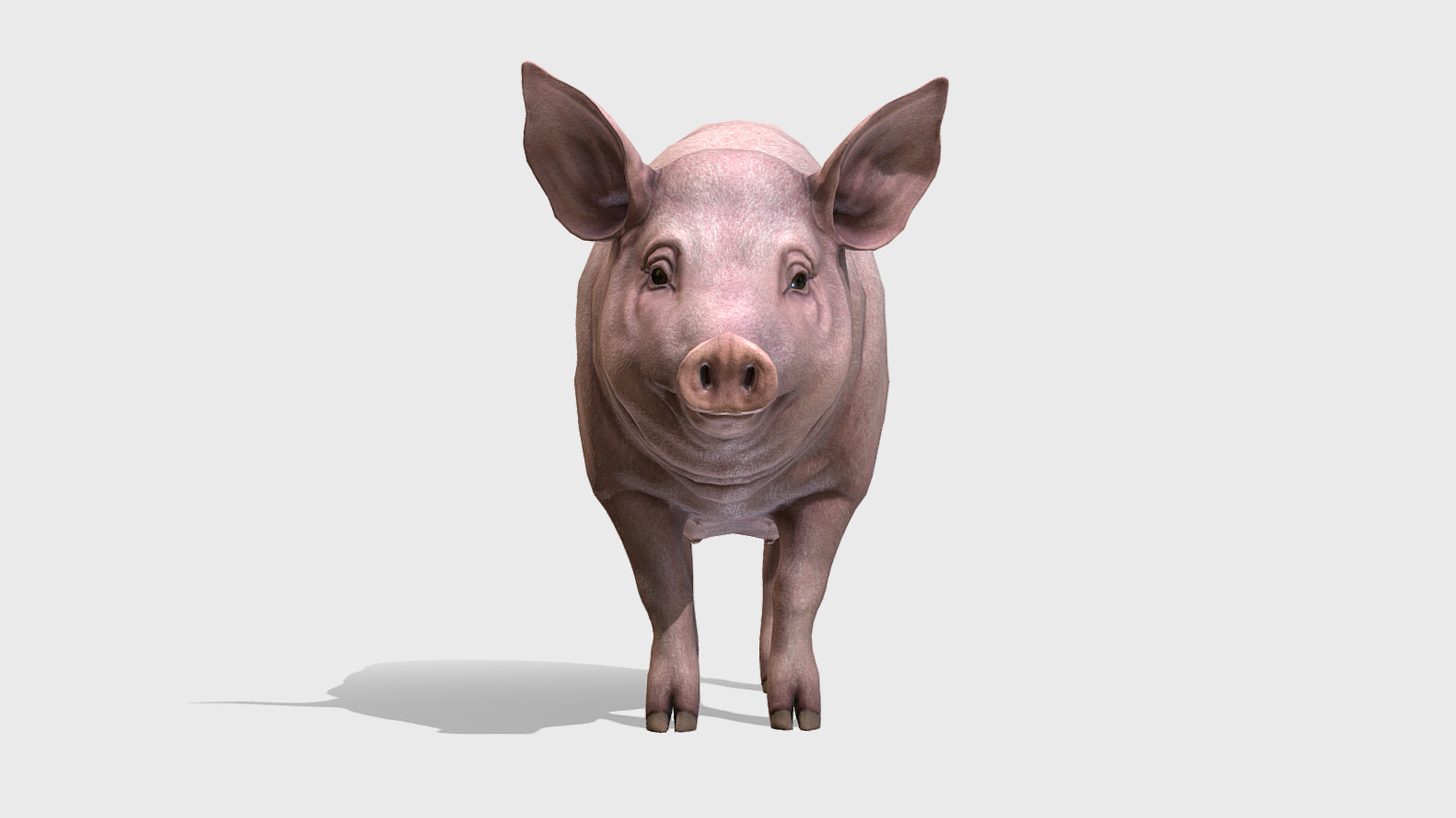 Pig - Female Low-poly 3D model_3
