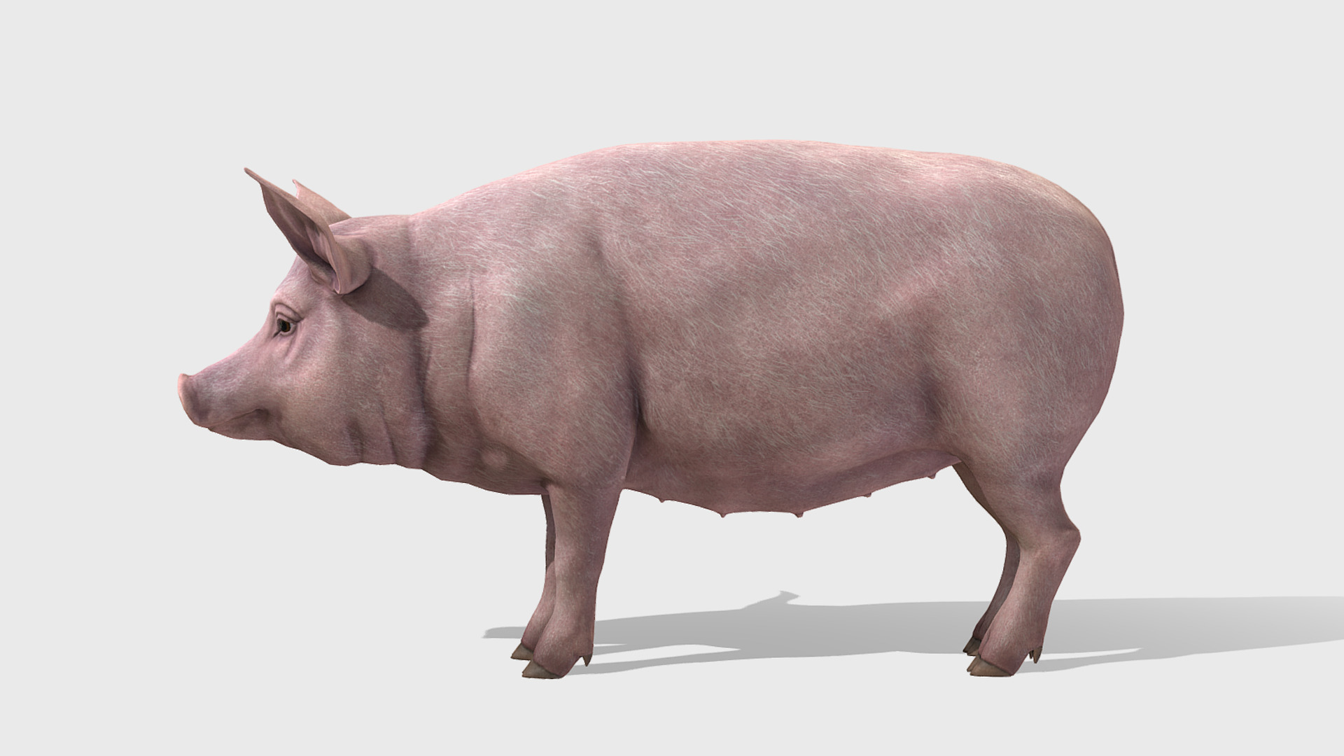 Pig - Female Low-poly 3D model_4