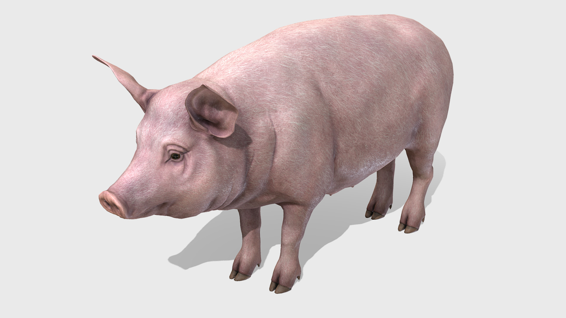 Pig - Female Low-poly 3D model_2
