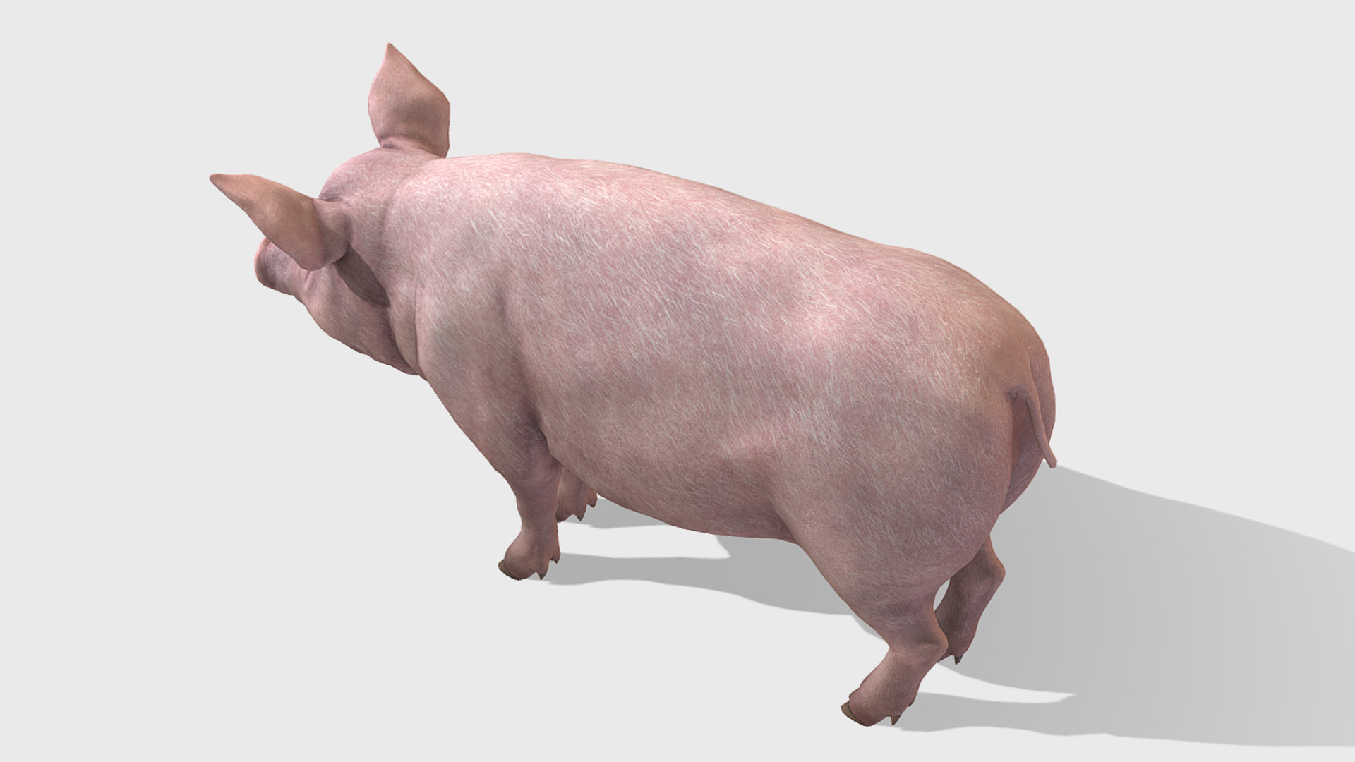 Pig - Female Low-poly 3D model_5