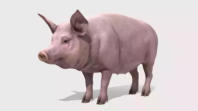 Pig - Female Low-poly 3D model