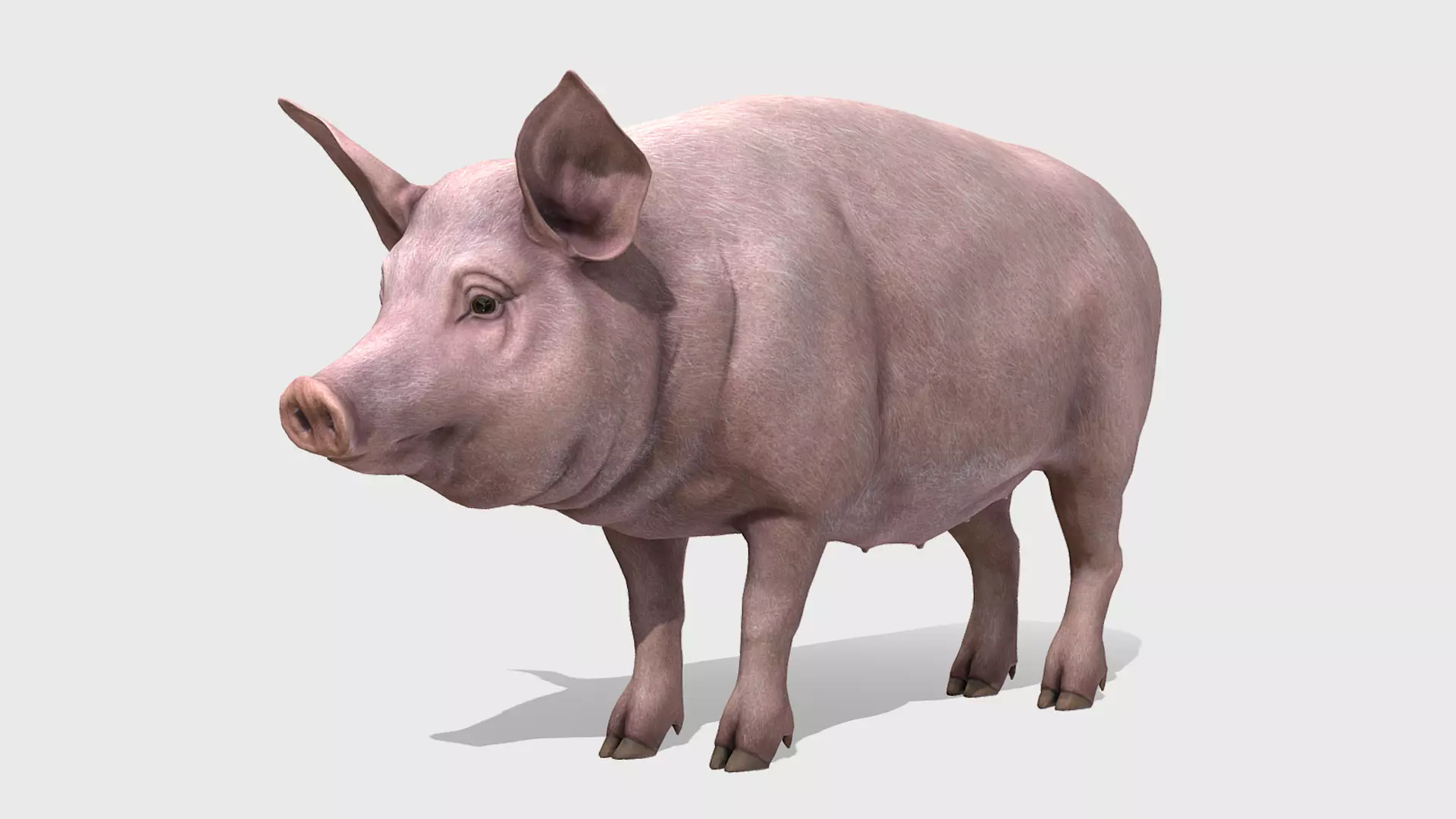 Pig - Female Low-poly 3D model_0