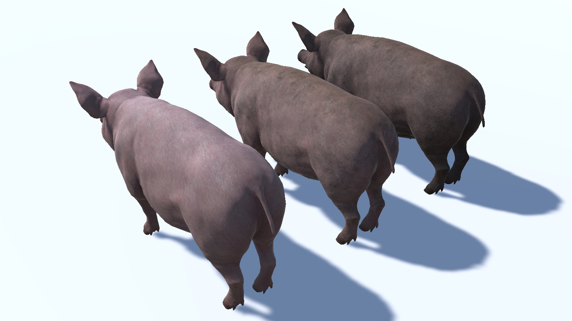 Pig - Female Low-poly 3D model_12