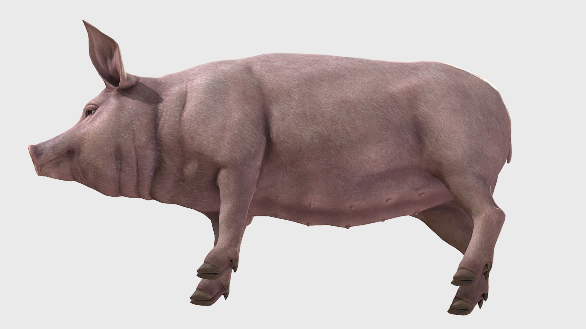 Pig - Female Low-poly 3D model_6