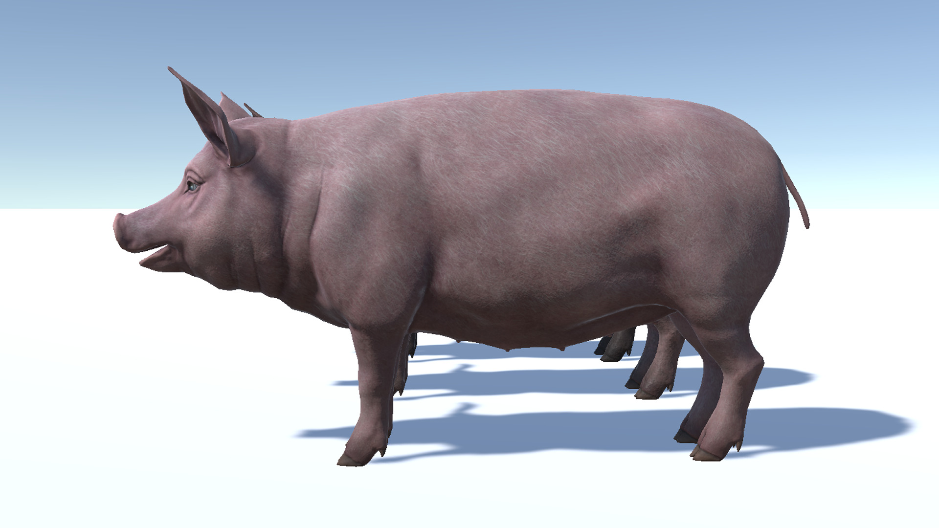 Pig - Female Low-poly 3D model_11