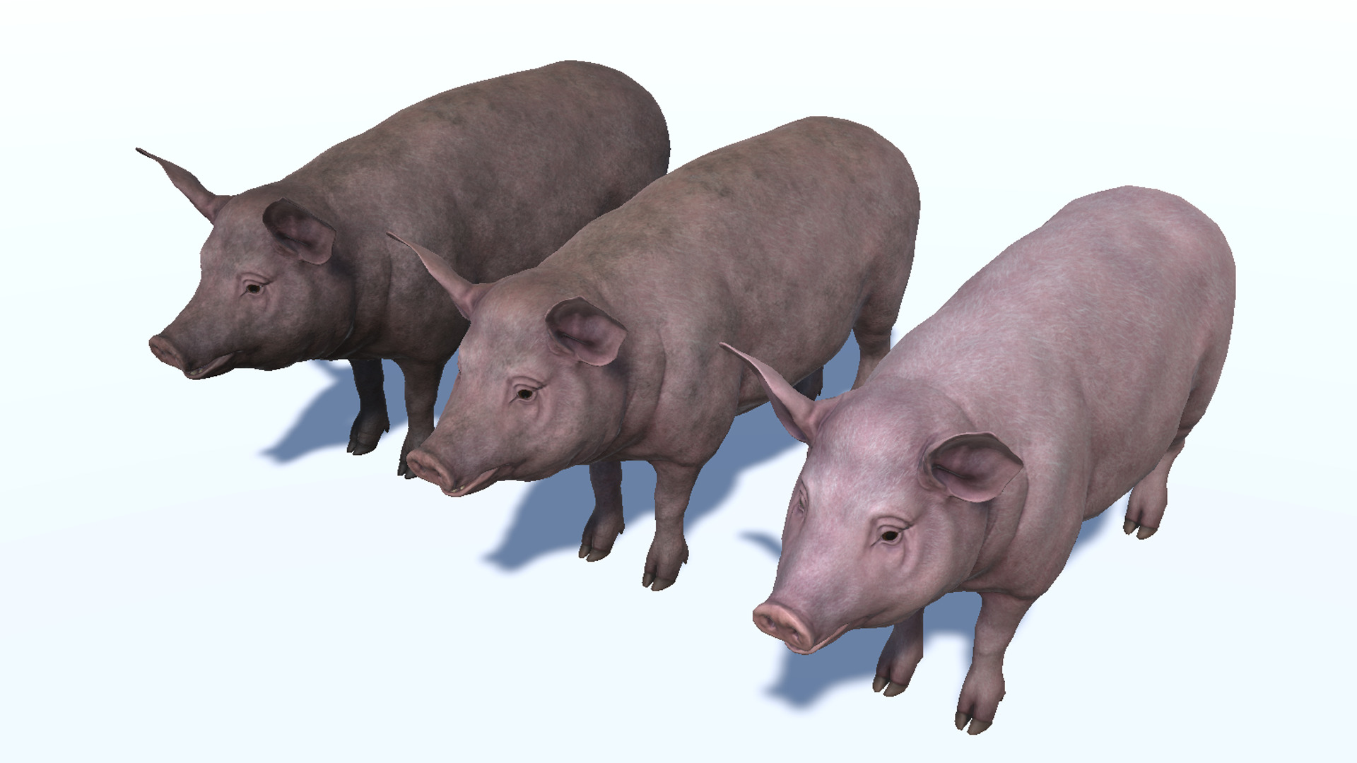 Pig - Female Low-poly 3D model_10