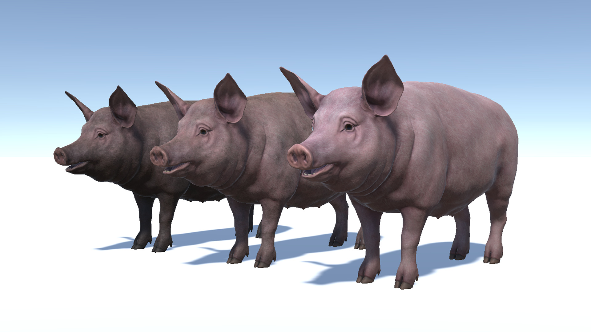 Pig - Female Low-poly 3D model_7