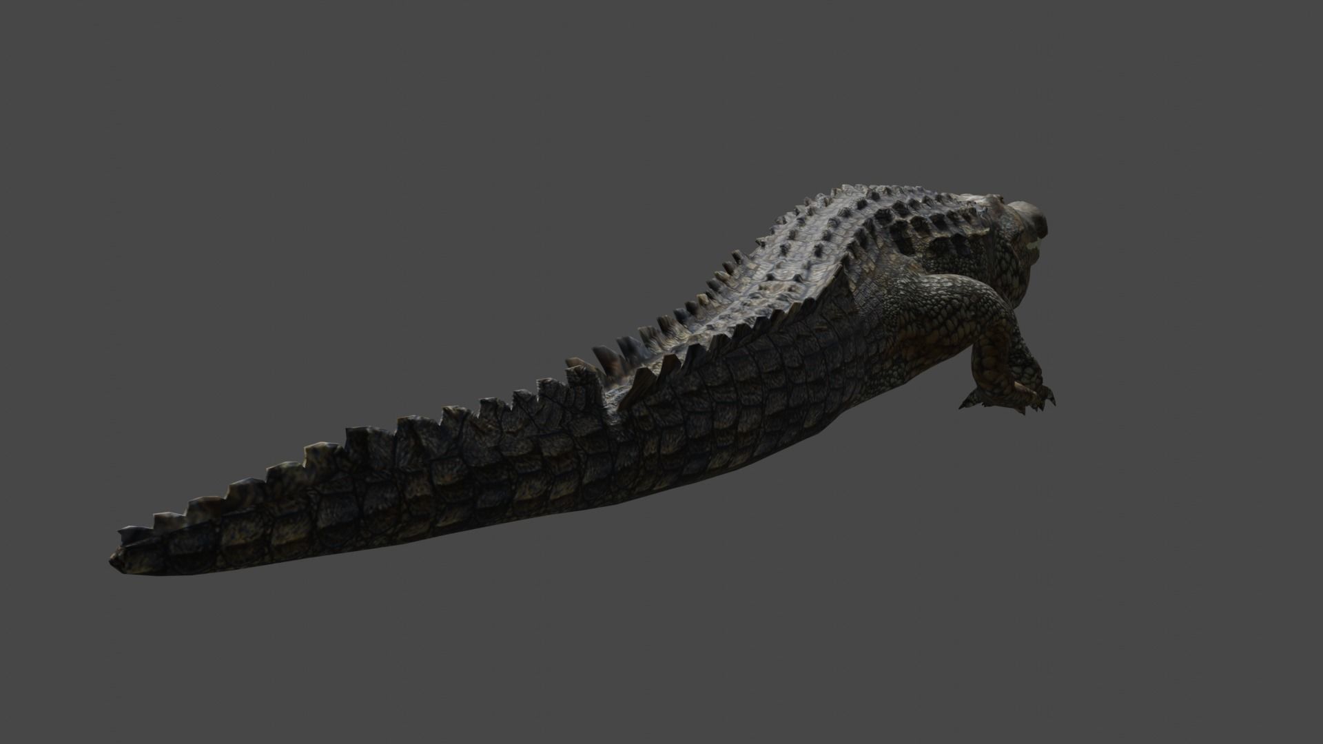 Aligator crocodile 3D model_9
