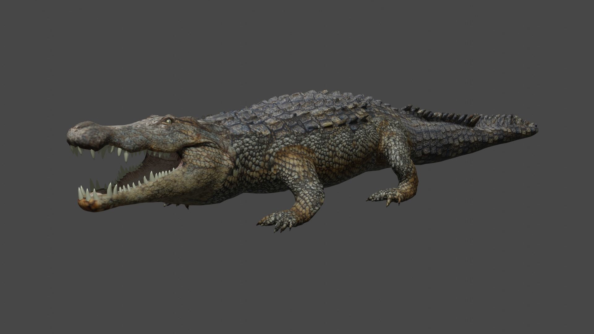 Aligator crocodile 3D model_12