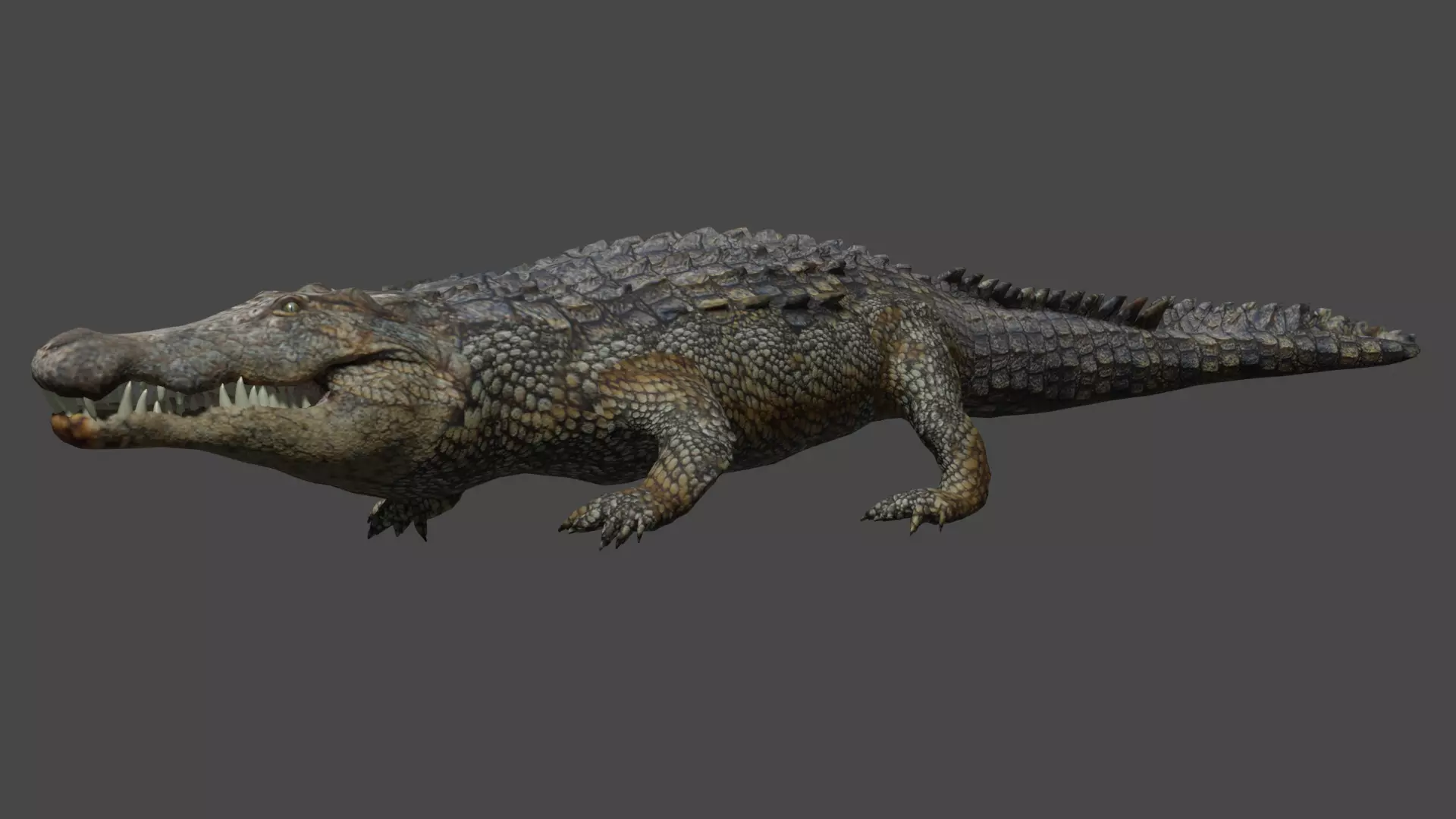 Aligator crocodile 3D model_0