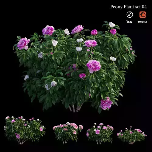 Peony plant set 04 3D model