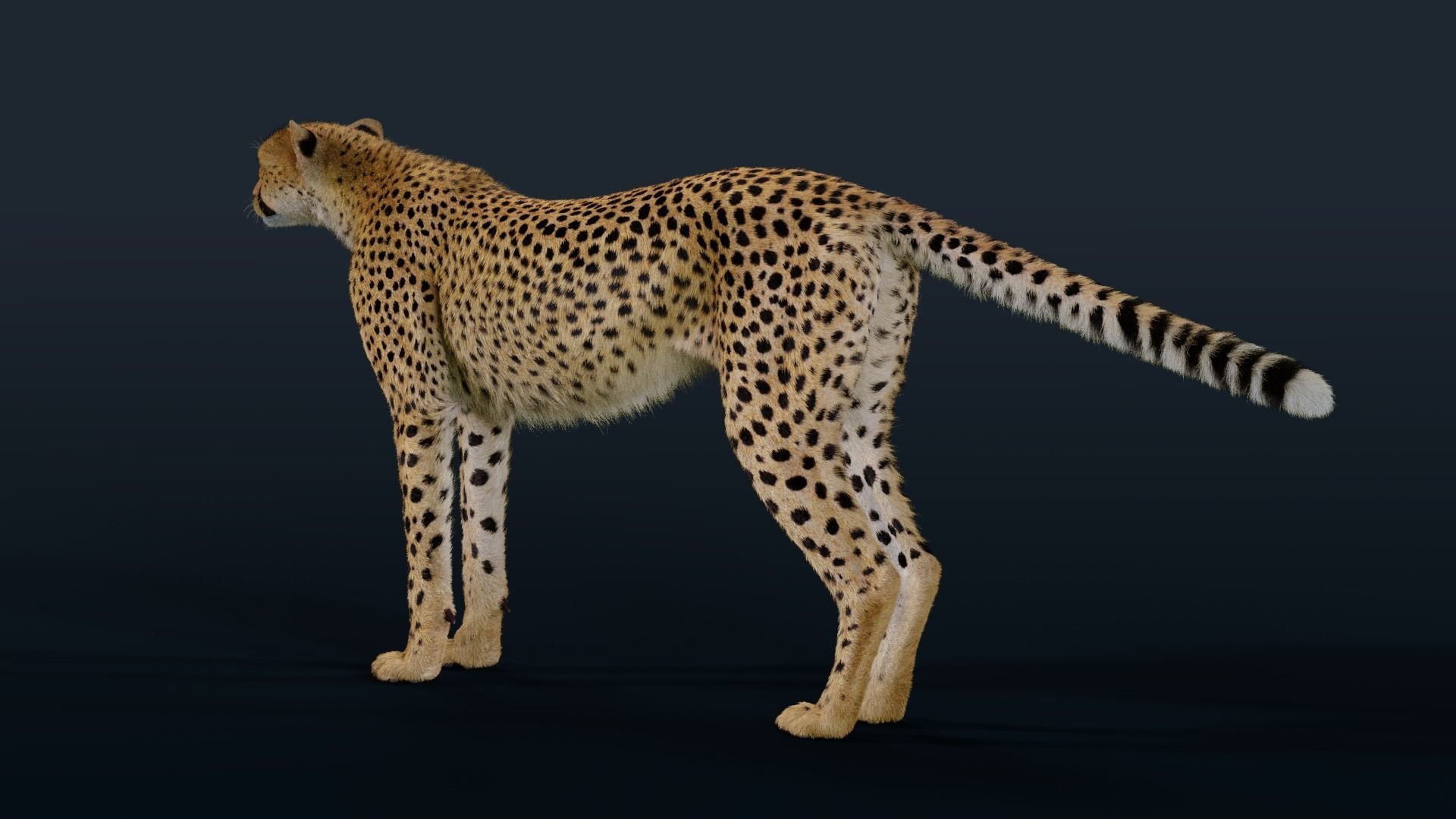Cheetah Animated  3D model_12