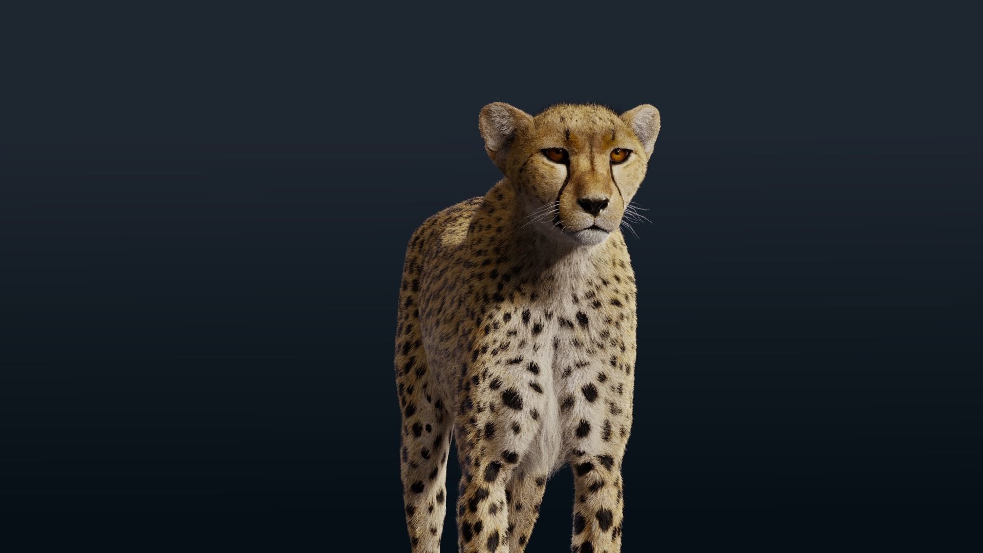 Cheetah Animated  3D model_9